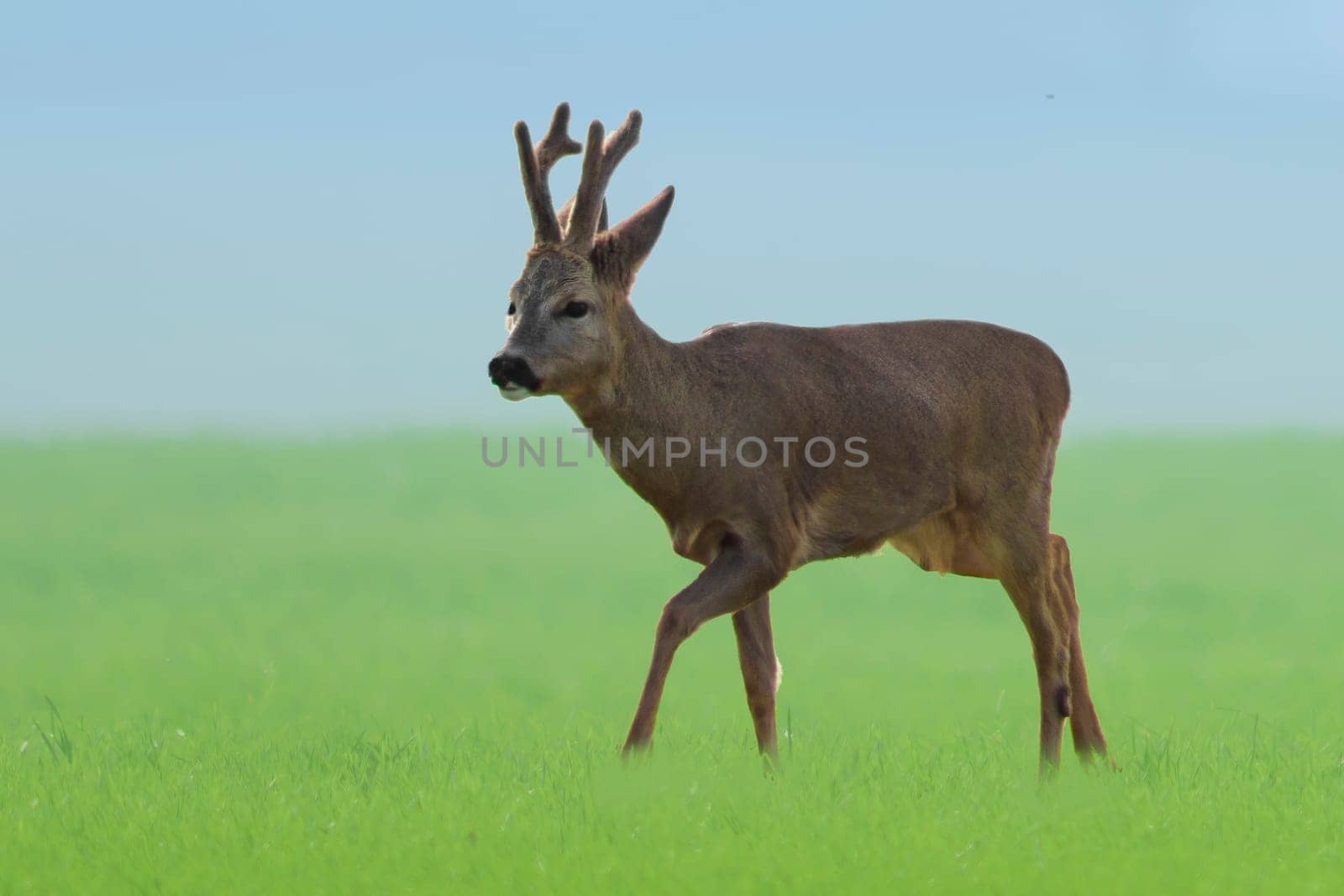 a young roebuck stands on a green field in spring