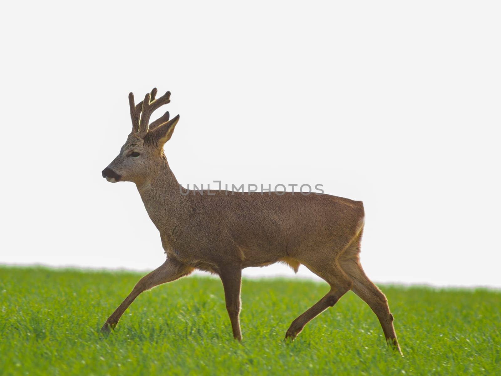 a young roebuck stands on a green field in spring