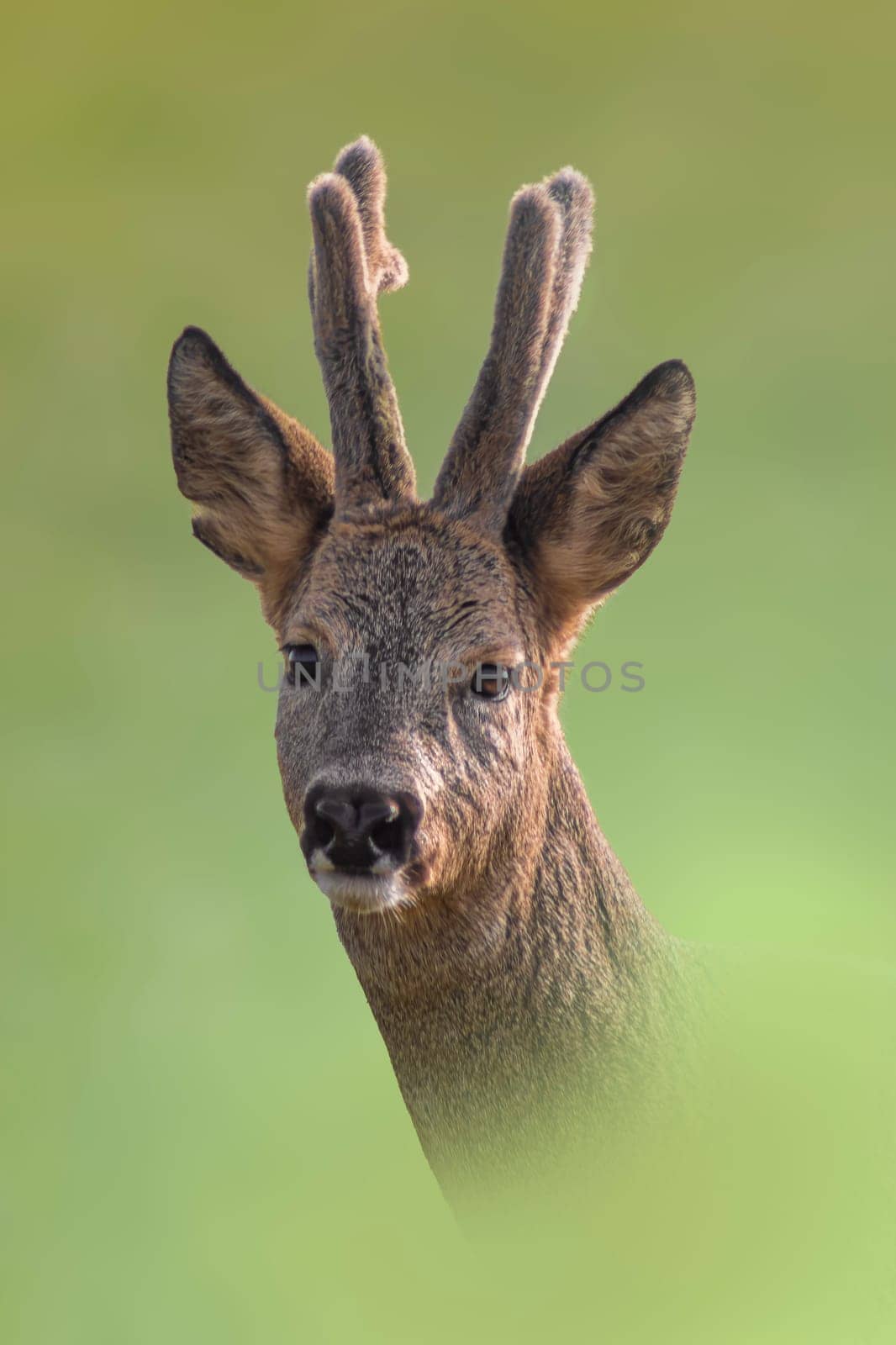 one portrait of a pretty roebuck in summer by mario_plechaty_photography