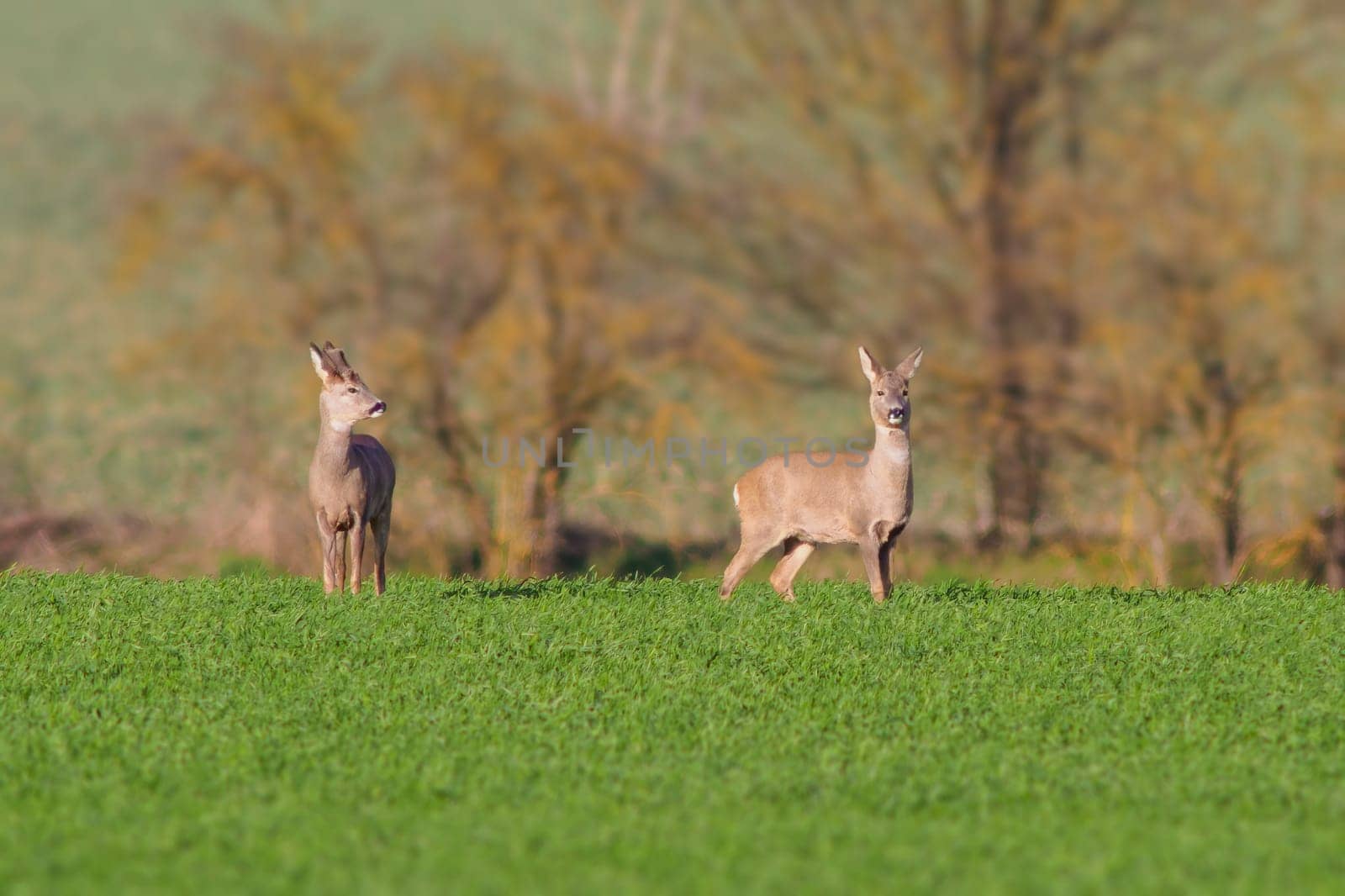 a group of deer in a field in spring by mario_plechaty_photography