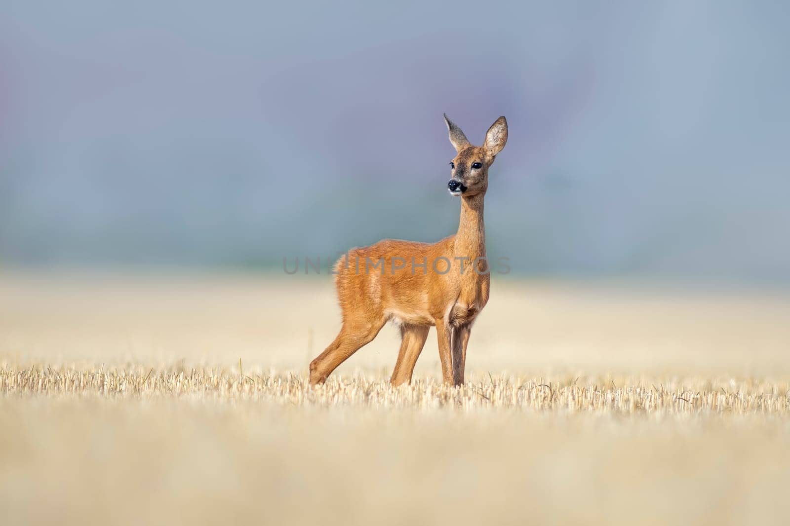a beautiful roe deer doe stands on a harvested field in summer