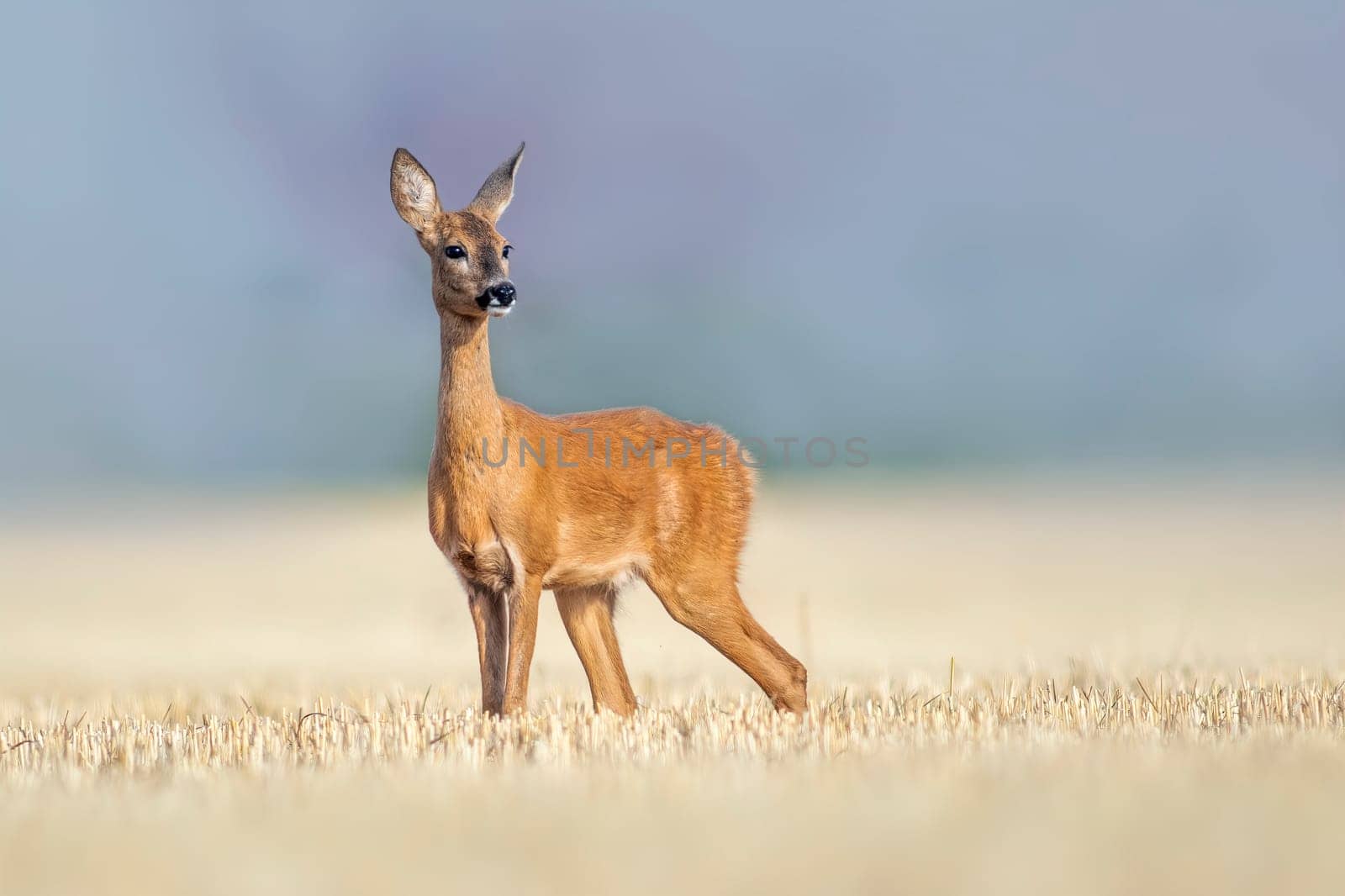 one beautiful roe deer doe stands on a harvested field in summer by mario_plechaty_photography