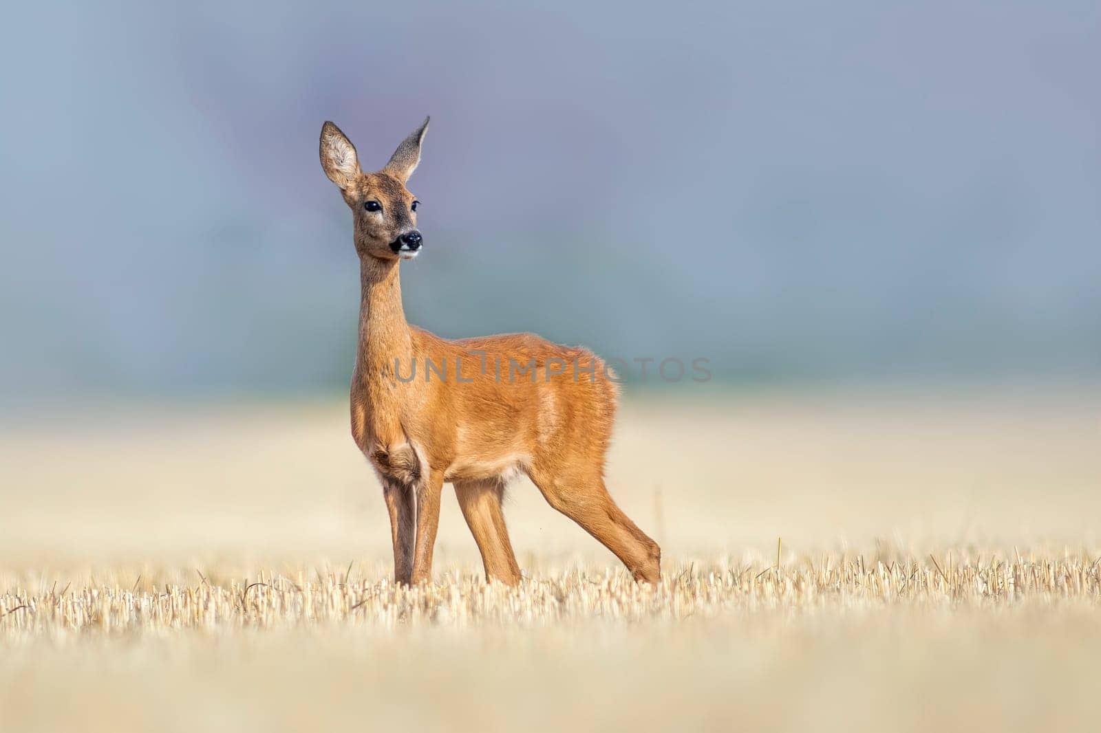 a beautiful roe deer doe stands on a harvested field in summer