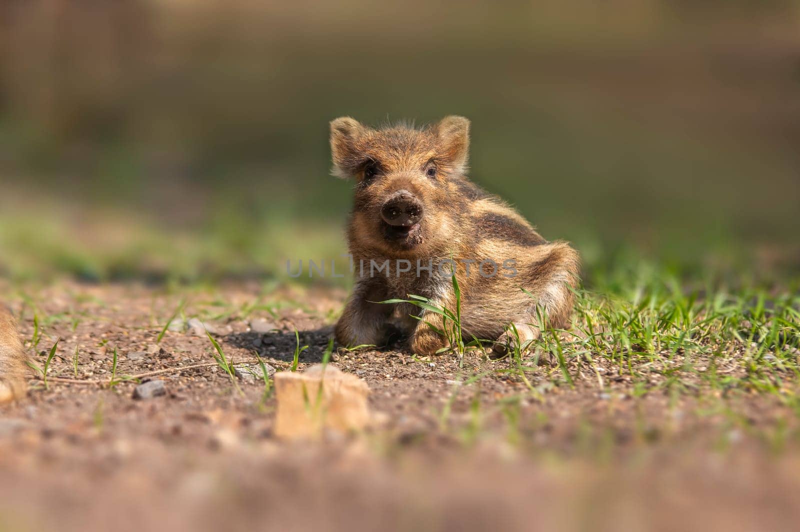 a young wildboar piglet relaxes on a meadow