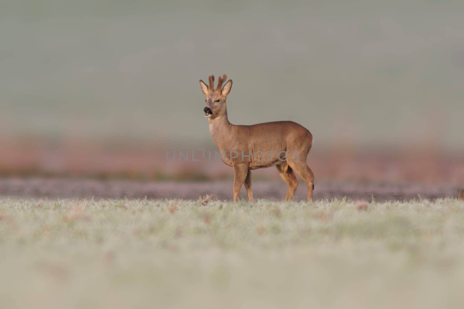 a young roebuck stands on a frozen field in winter