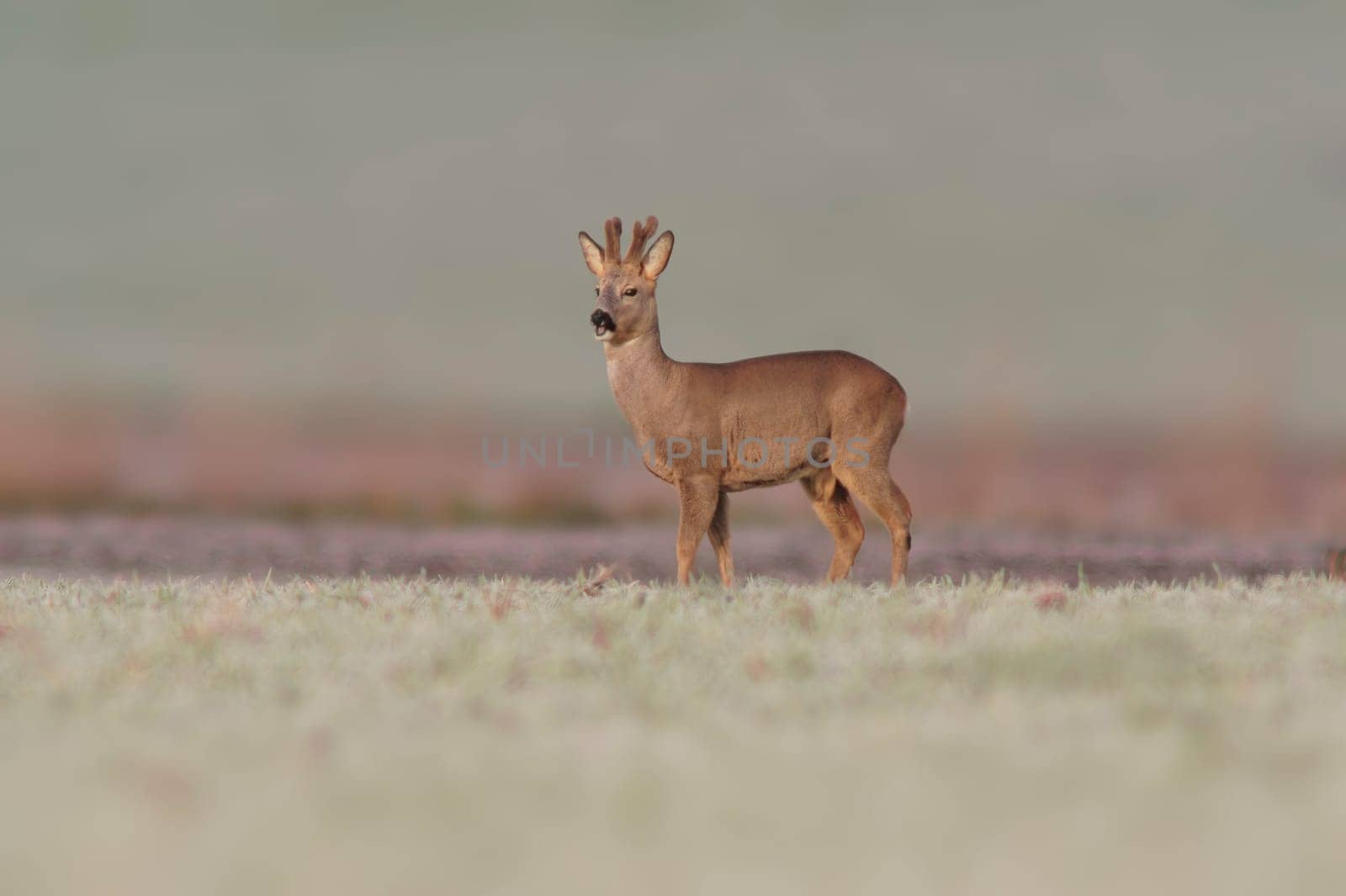 one young roebuck stands on a frozen field in winter by mario_plechaty_photography