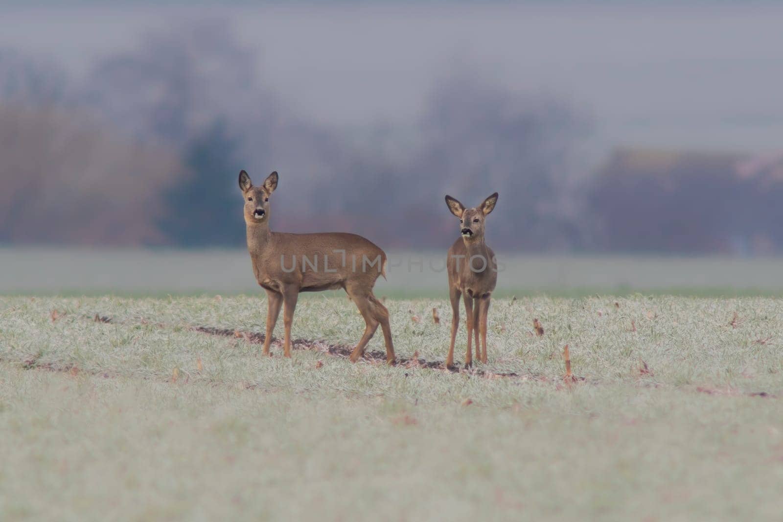 one group of deer in a field in winter by mario_plechaty_photography