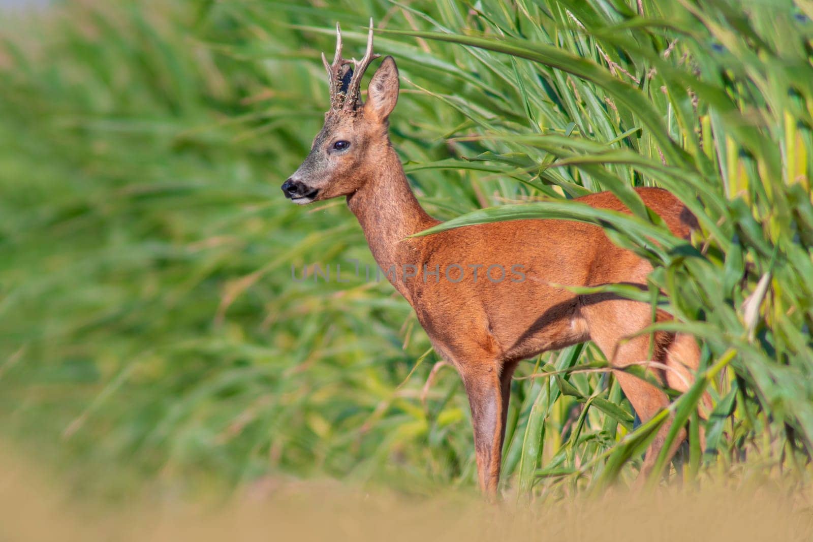 a young roebuck looks out of a cornfield in summer
