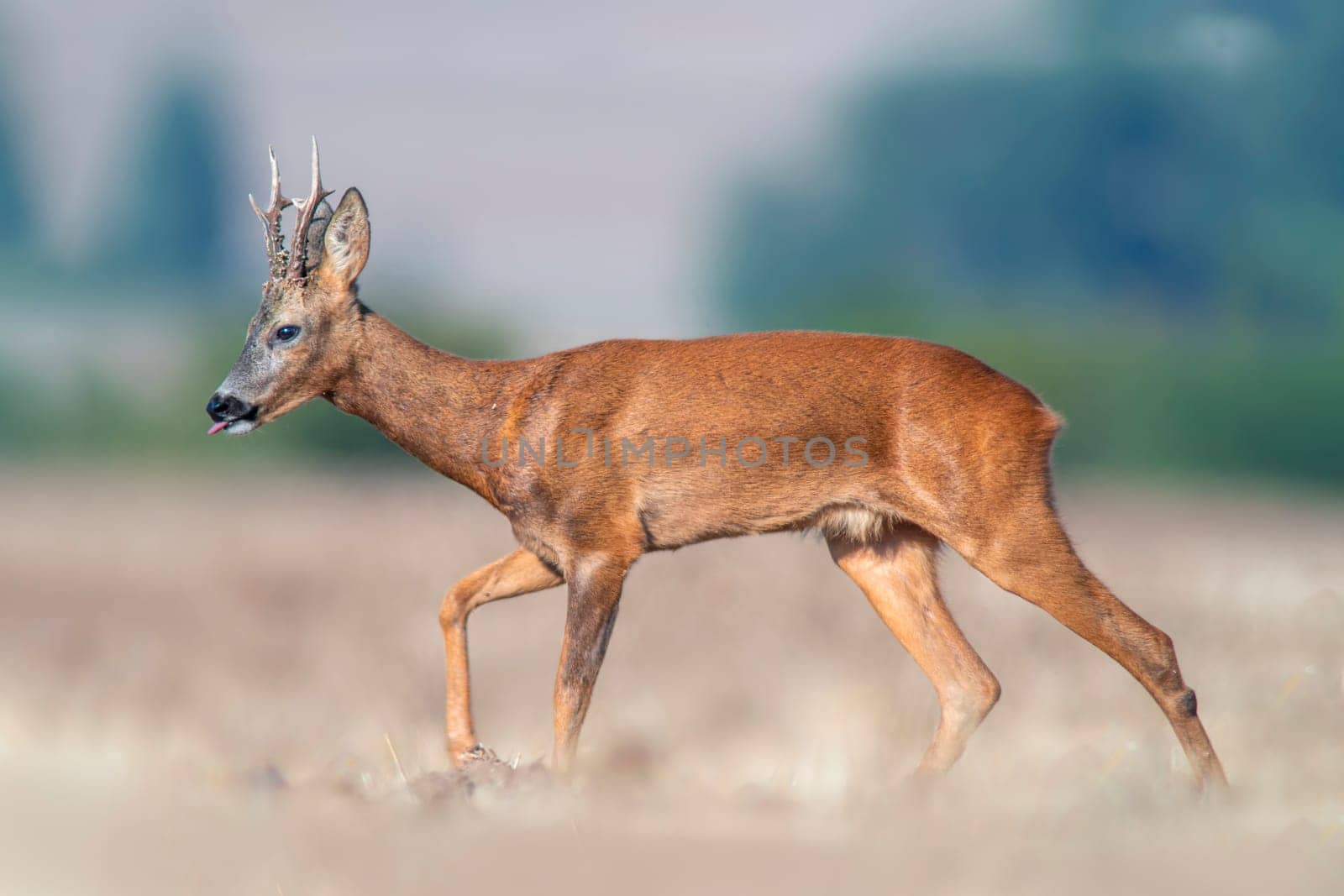 a young roebuck stands on a harvested field in summer