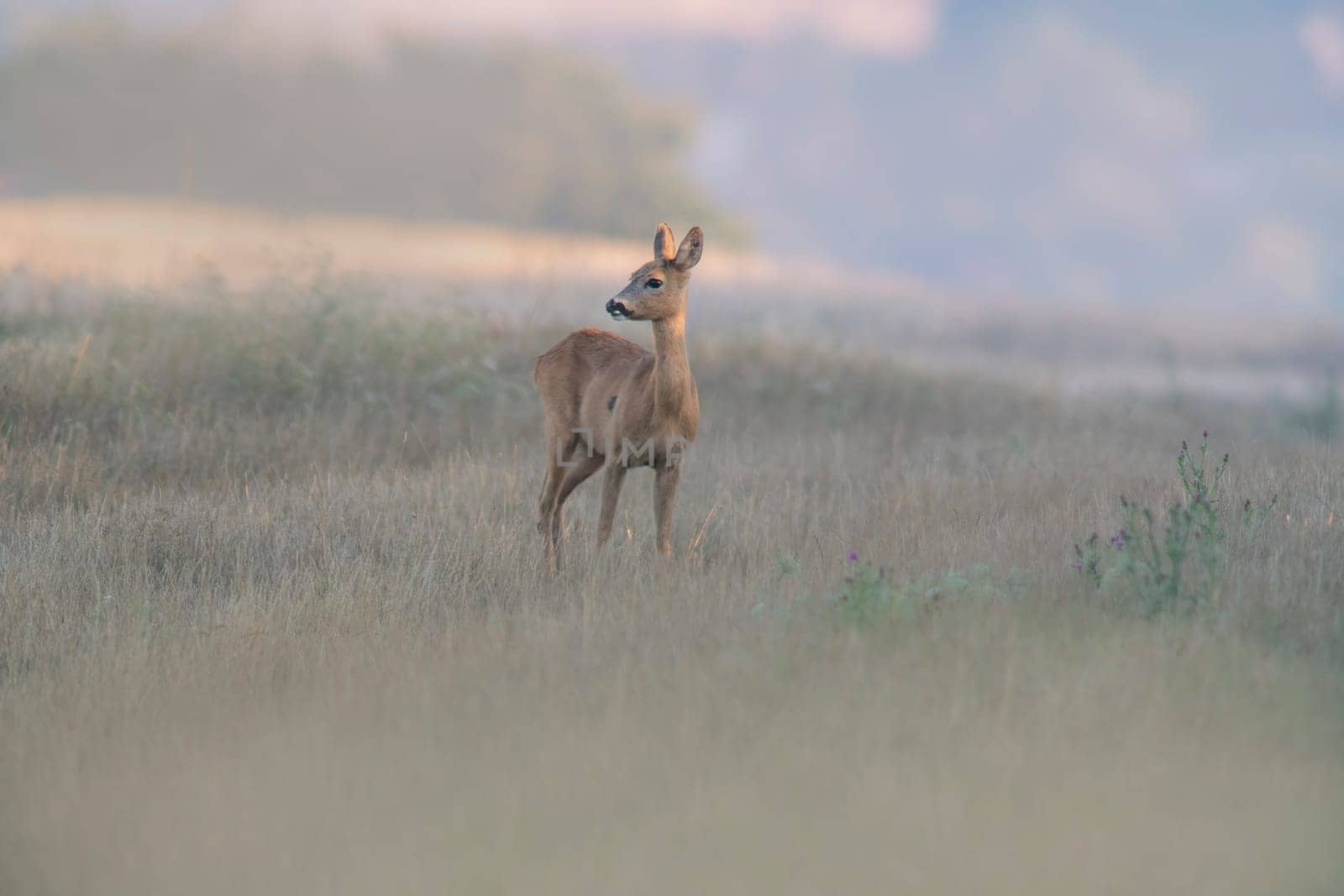 one beautiful roe deer doe stands on a meadow in summer by mario_plechaty_photography