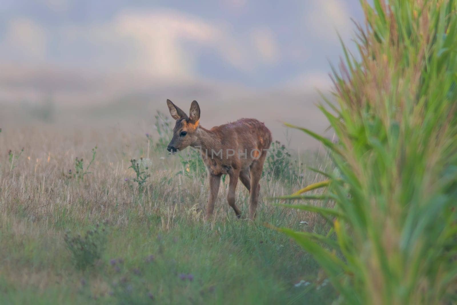 a young roebuck looks out of a cornfield in summer