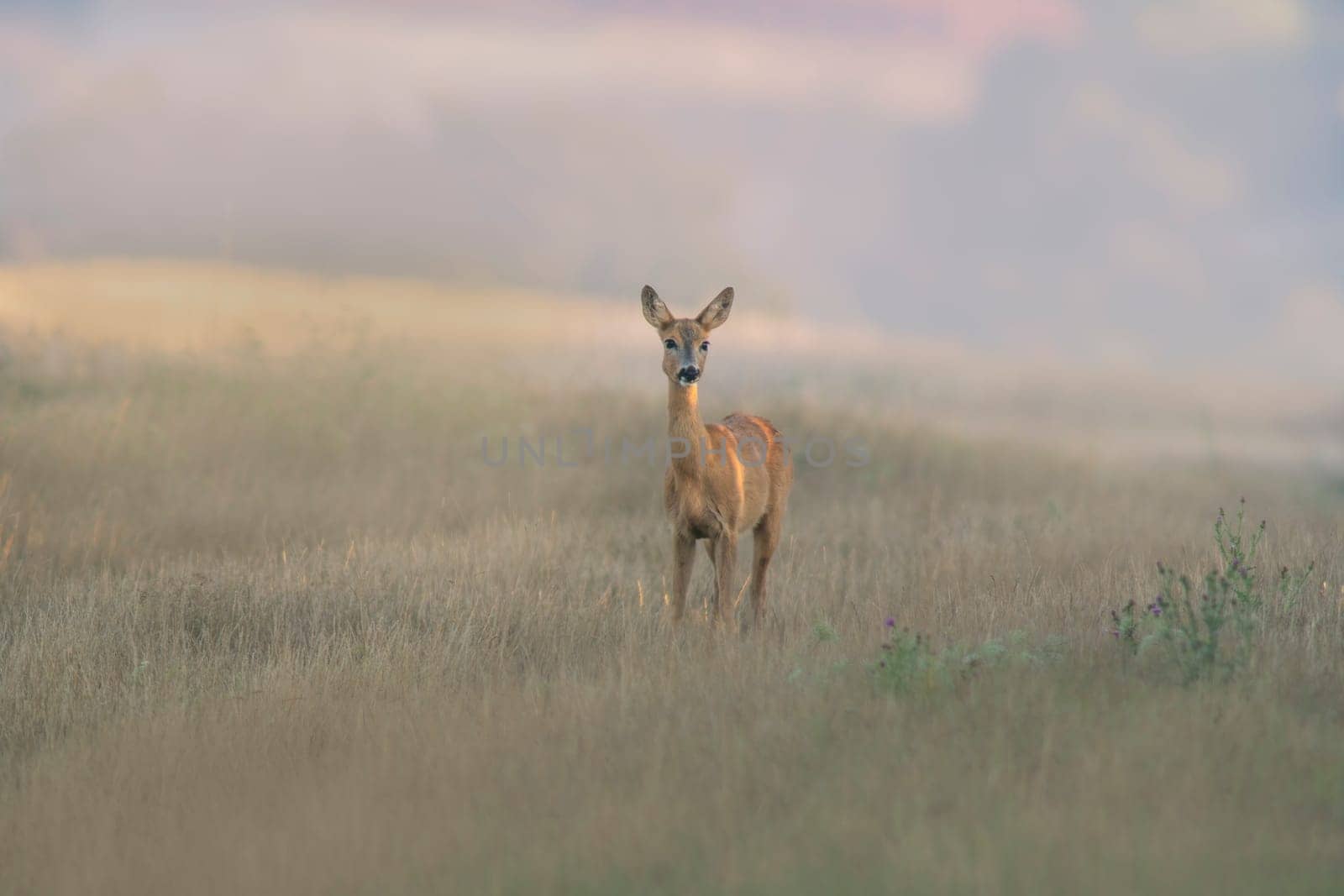 one beautiful roe deer doe stands on a meadow in summer by mario_plechaty_photography