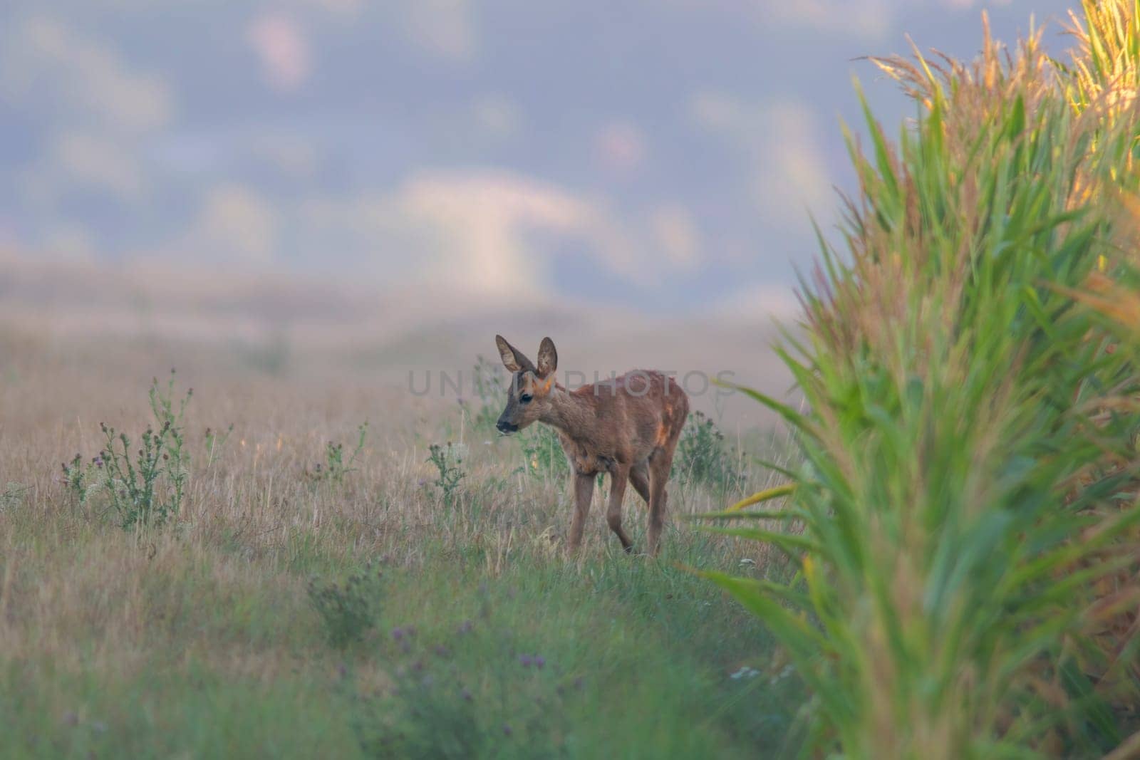 a young roebuck looks out of a cornfield in summer