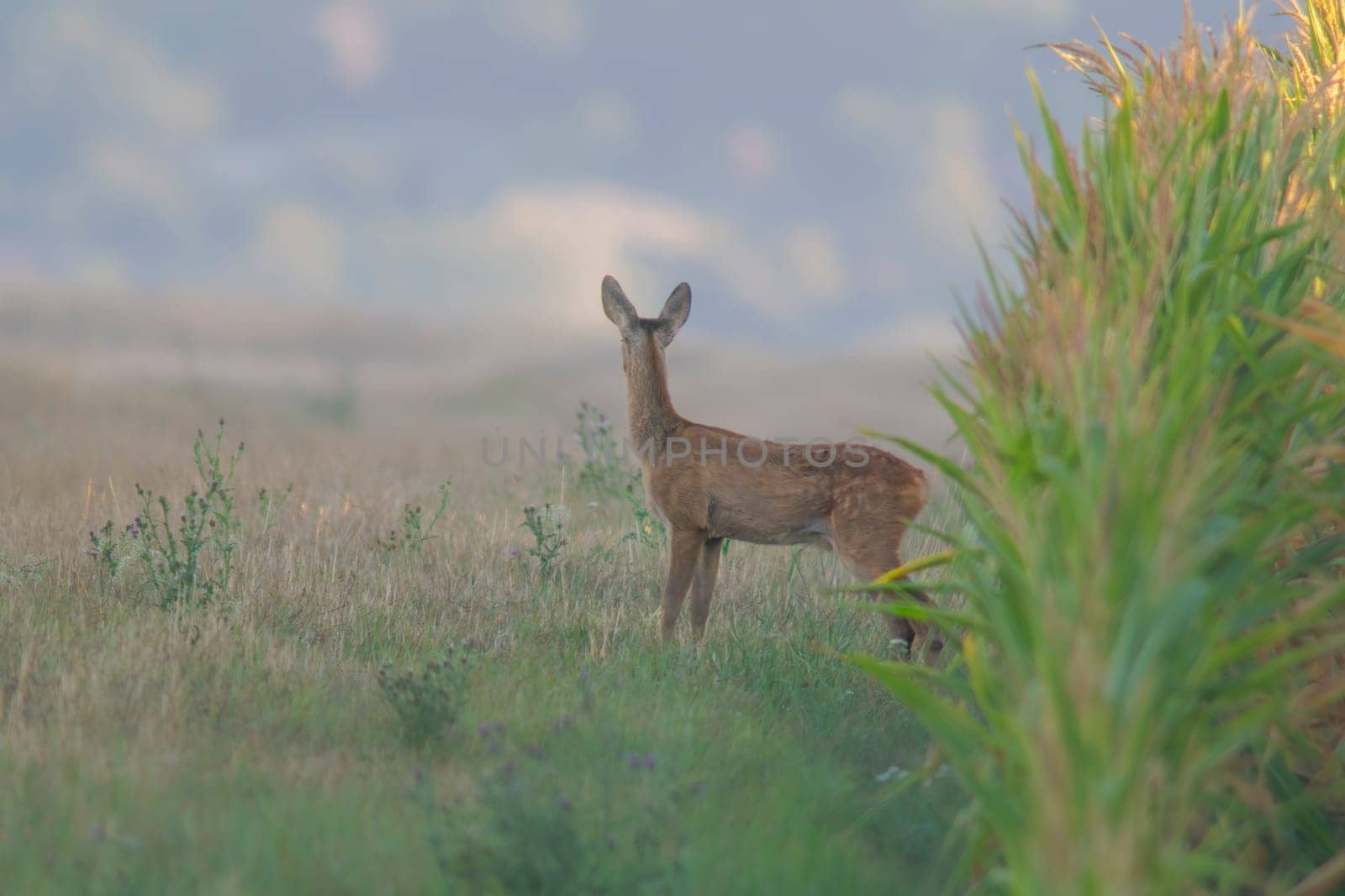 a young roebuck looks out of a cornfield in summer