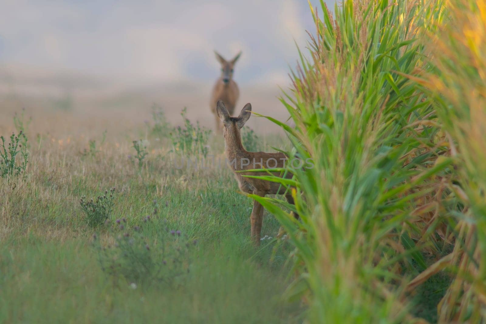 a Roe deer doe with young at a corn field in summer