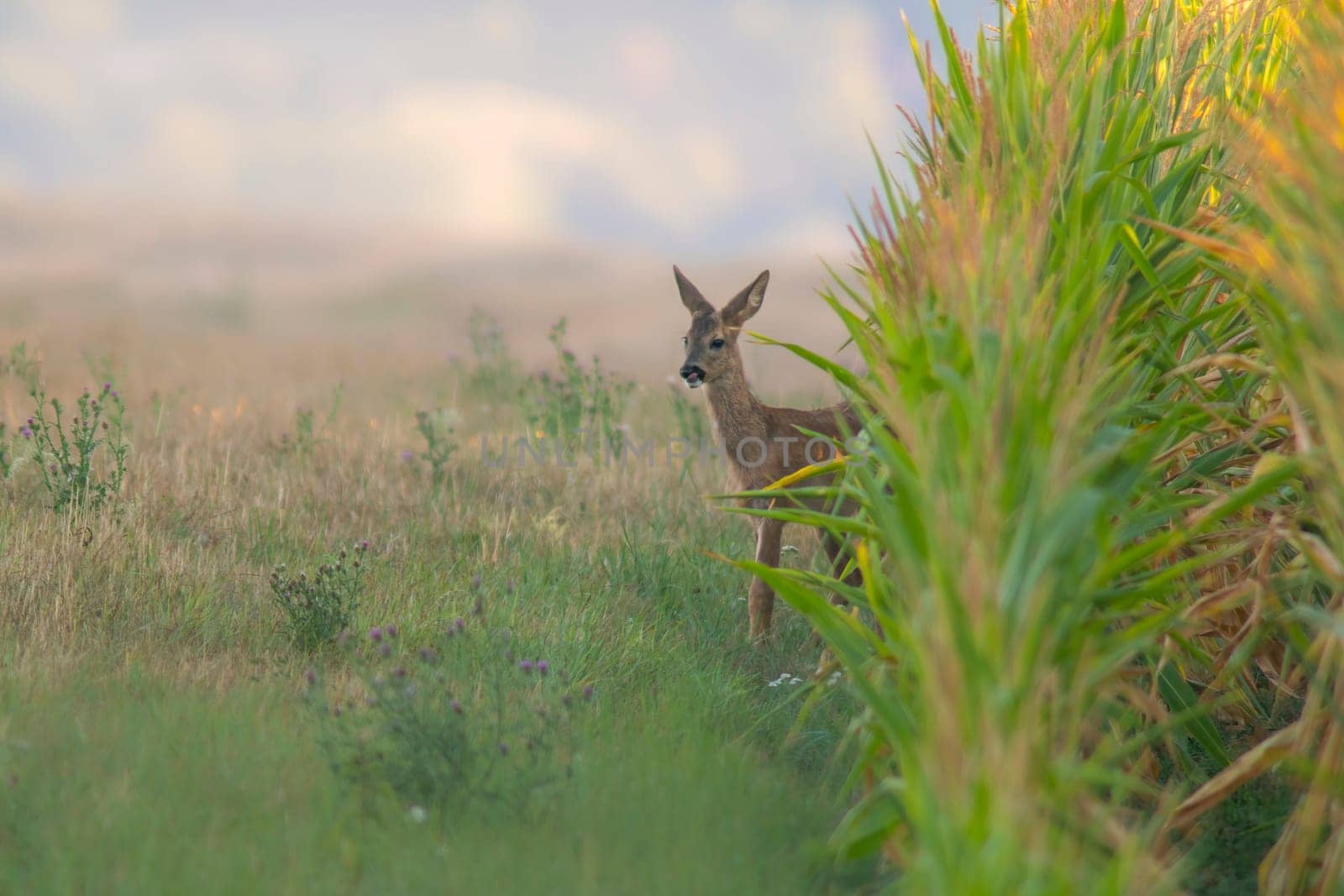 one young roebuck looks out of a cornfield in summer by mario_plechaty_photography