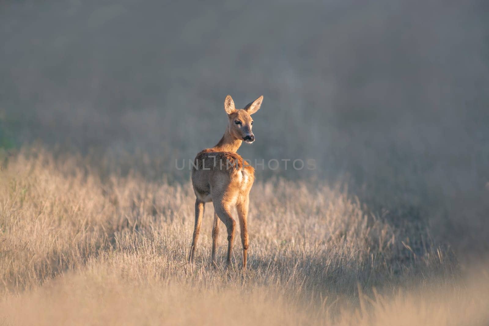 a beautiful roe deer doe stands on a meadow in summer