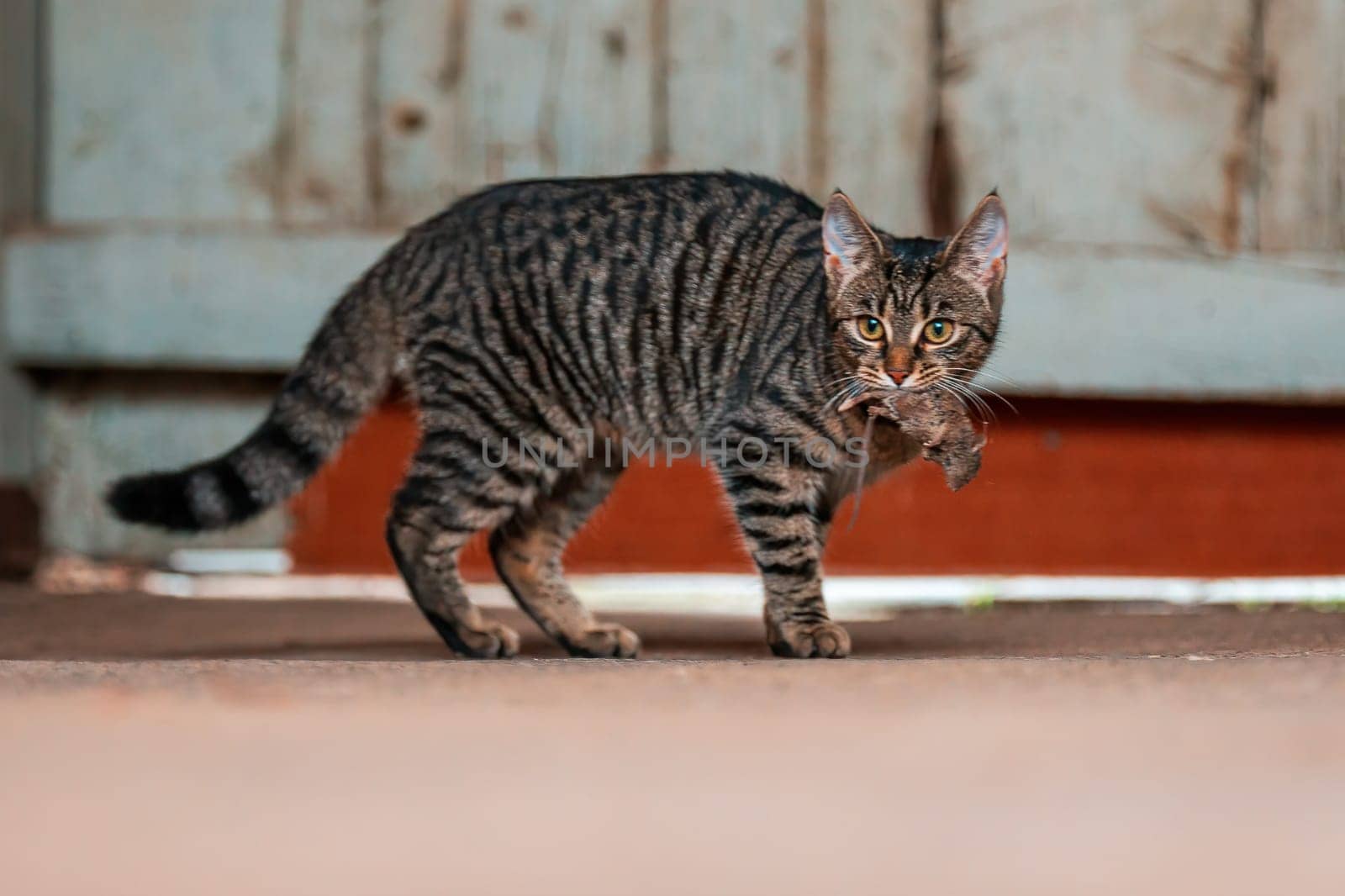 a pretty adult cat caught a mouse and looks straight into the camera by mario_plechaty_photography