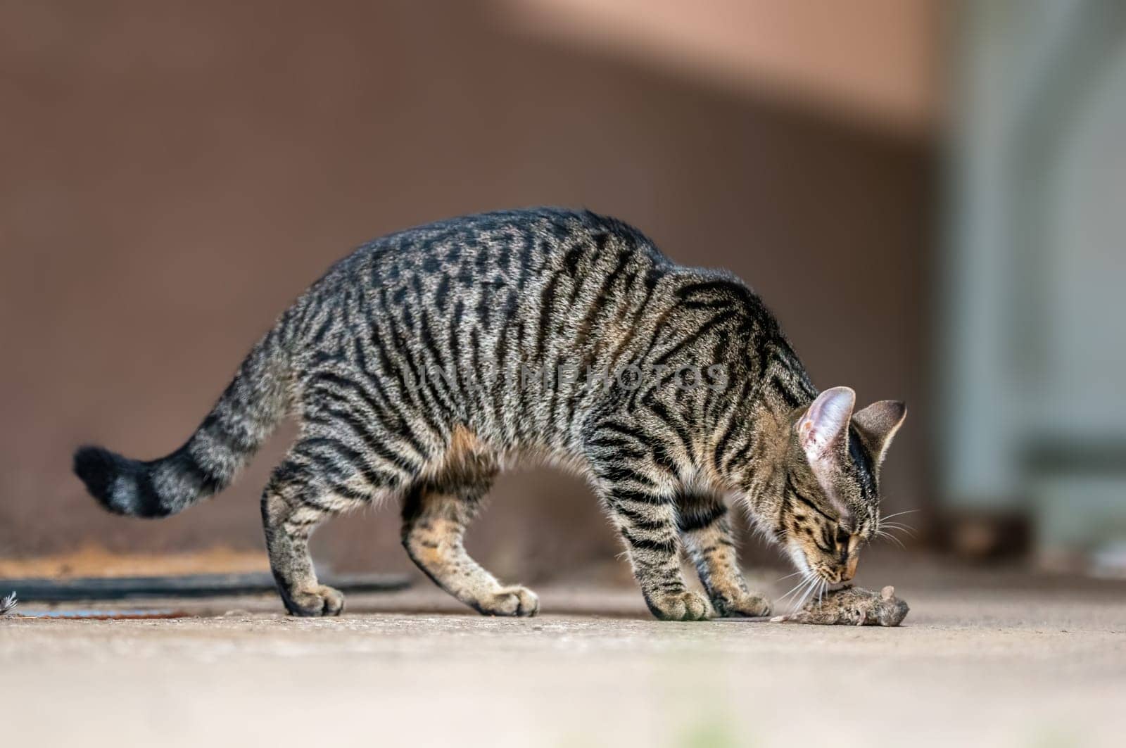 pretty adult cat caught a mouse and looks straight into the camera