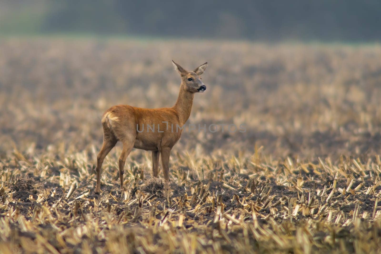 one beautiful deer doe standing on a harvested field in autumn by mario_plechaty_photography
