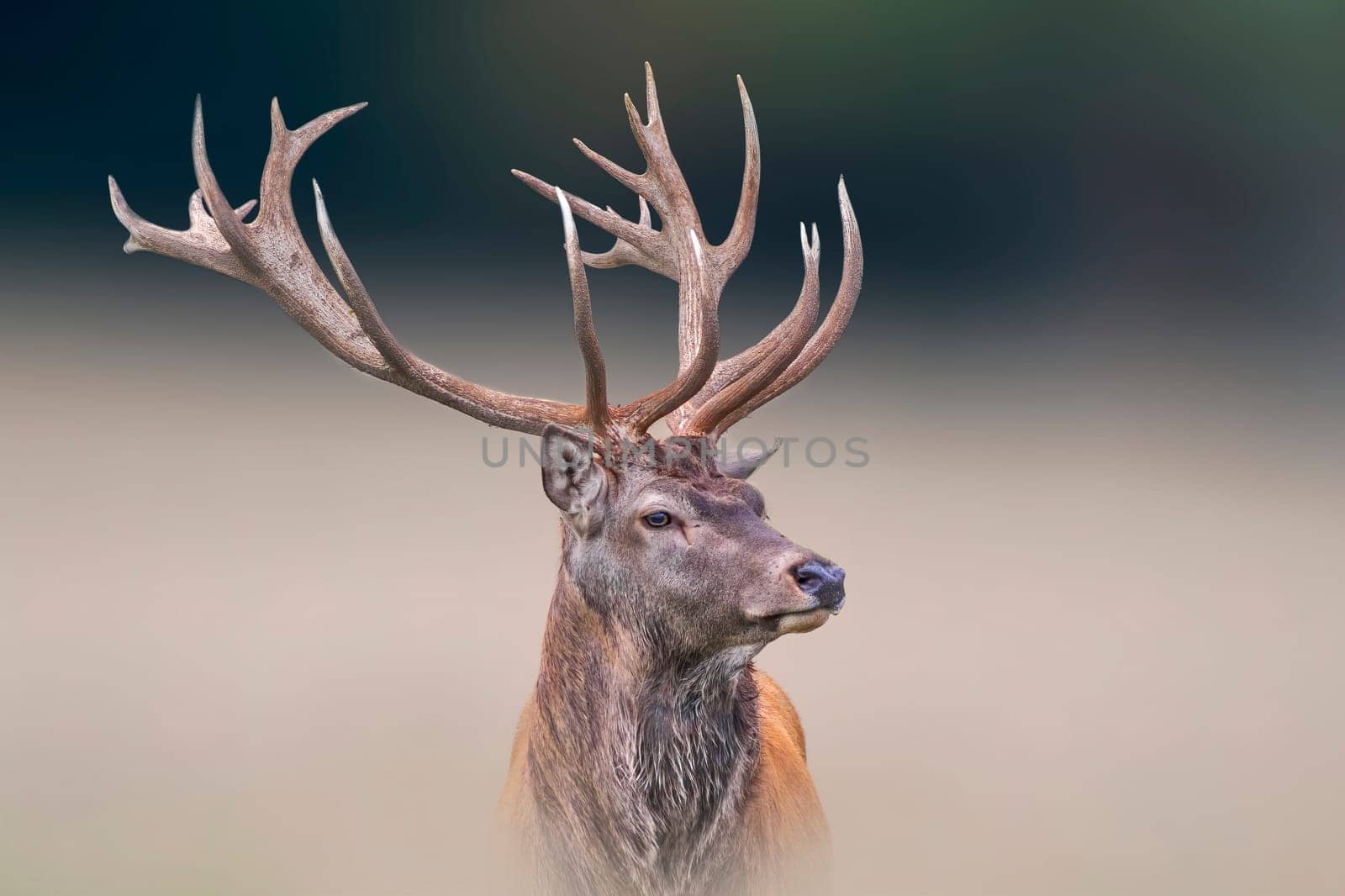 a portrait of a pretty red deer buck