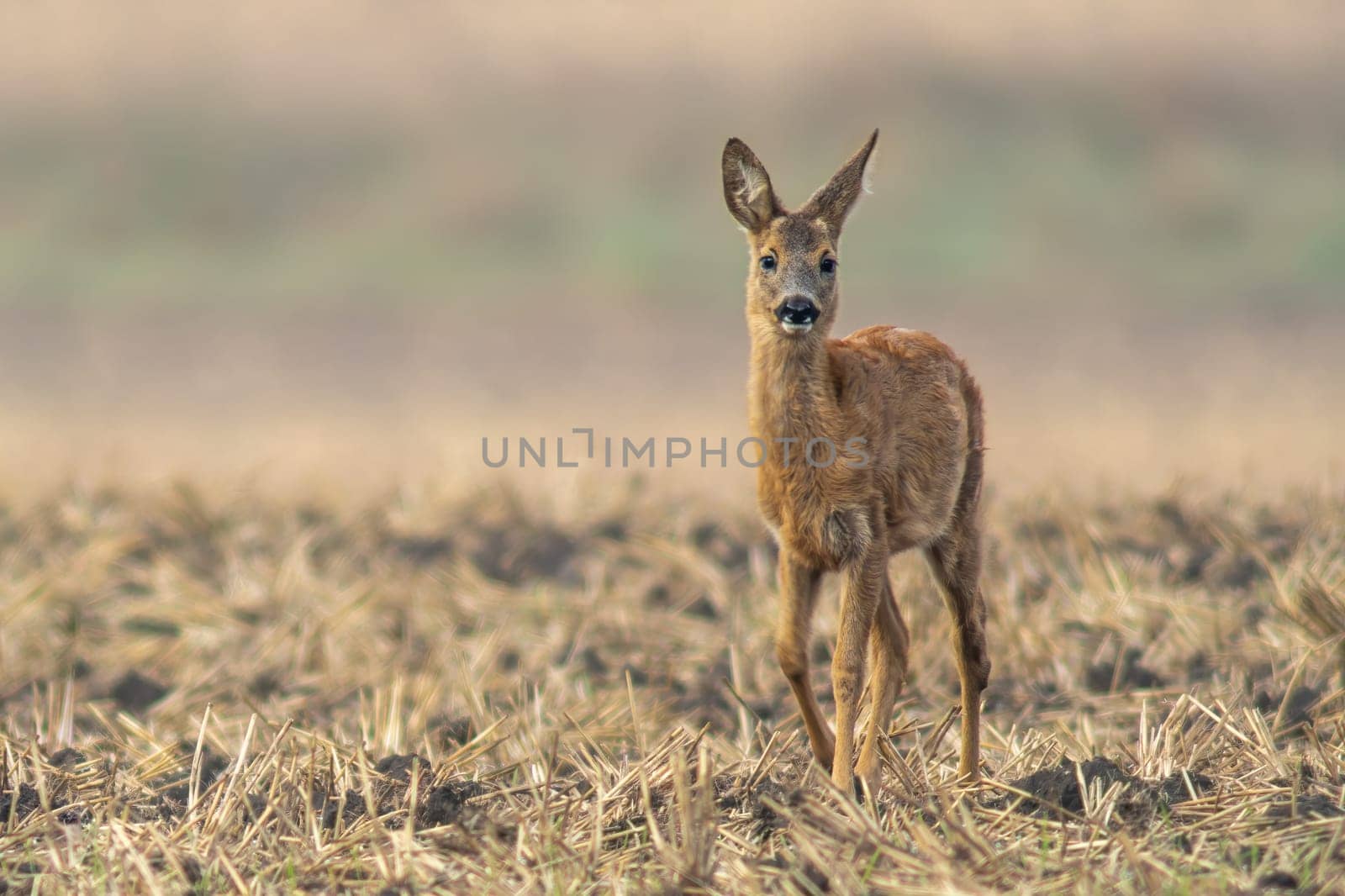a young roebuck stands on a harvested field in autumn
