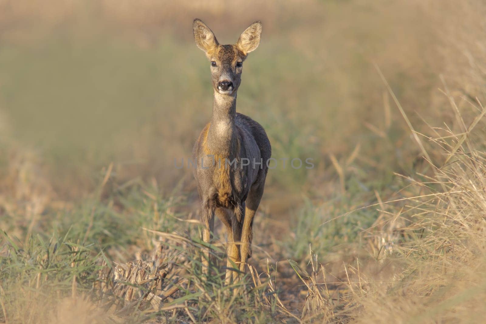 one beautiful roe deer doe stands on a meadow in summer by mario_plechaty_photography