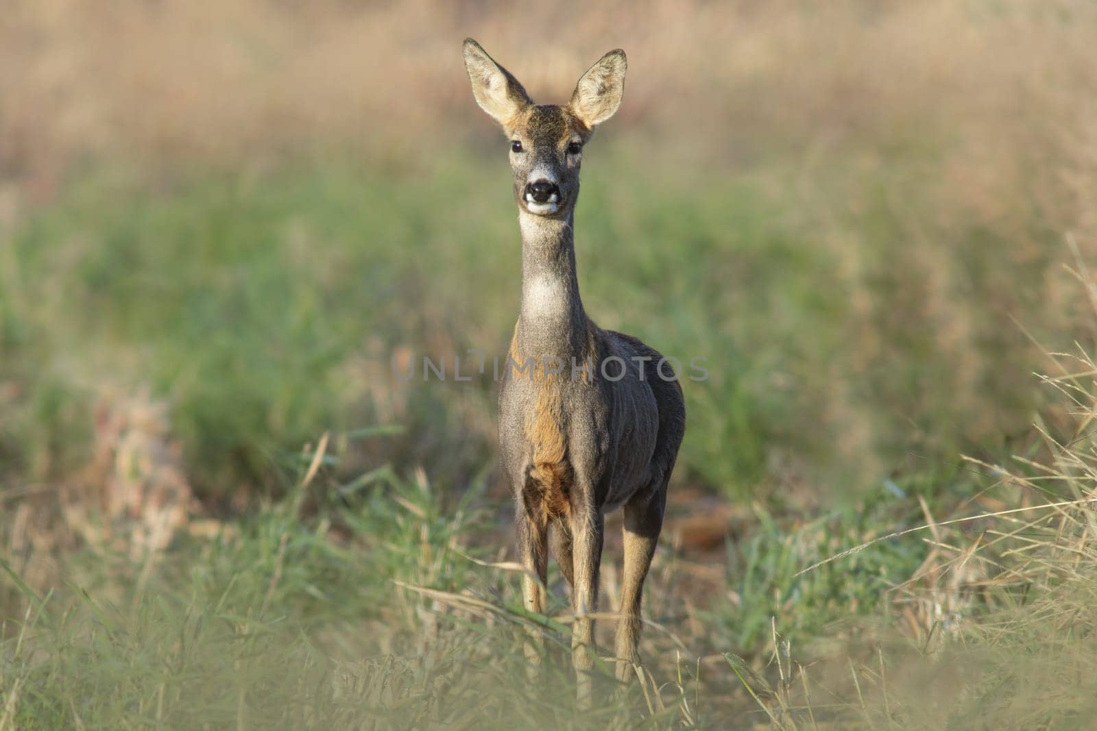 a beautiful roe deer doe stands on a meadow in summer