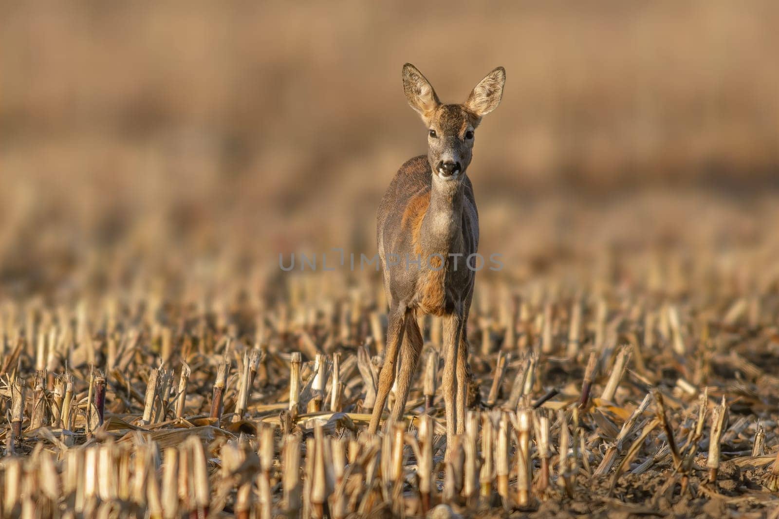 one beautiful deer doe standing on a harvested field in autumn by mario_plechaty_photography