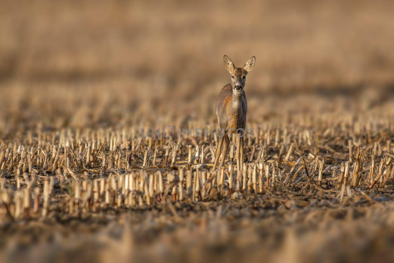 one beautiful deer doe standing on a harvested field in autumn by mario_plechaty_photography