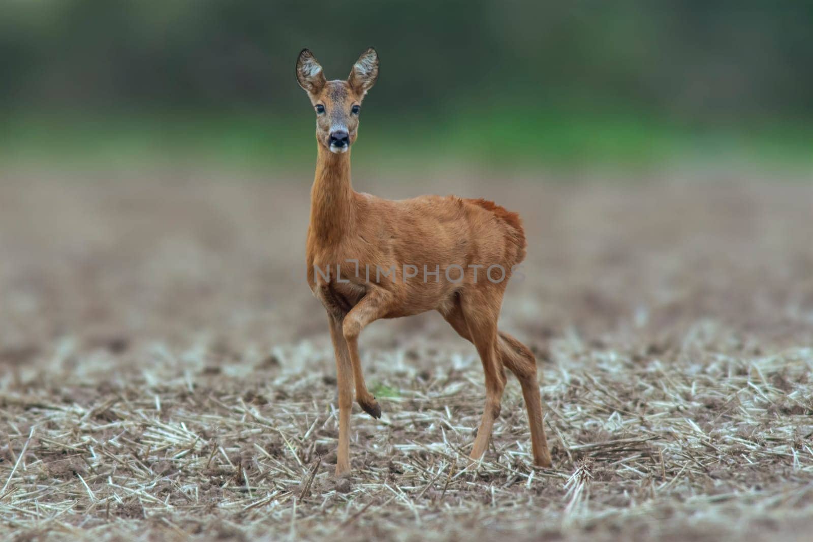 a beautiful deer doe standing on a harvested field in autumn