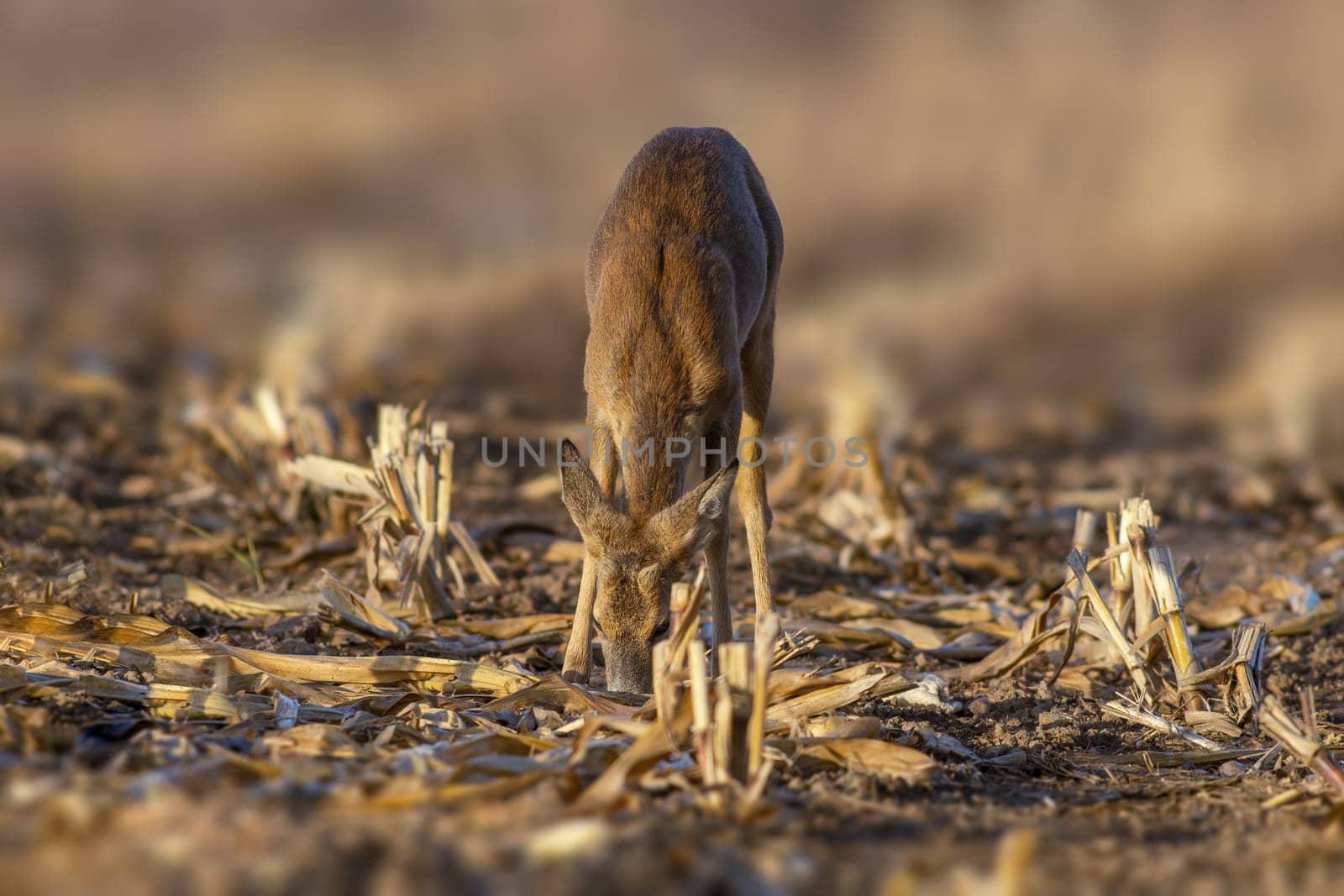 one young roebuck stands on a harvested field in autumn by mario_plechaty_photography