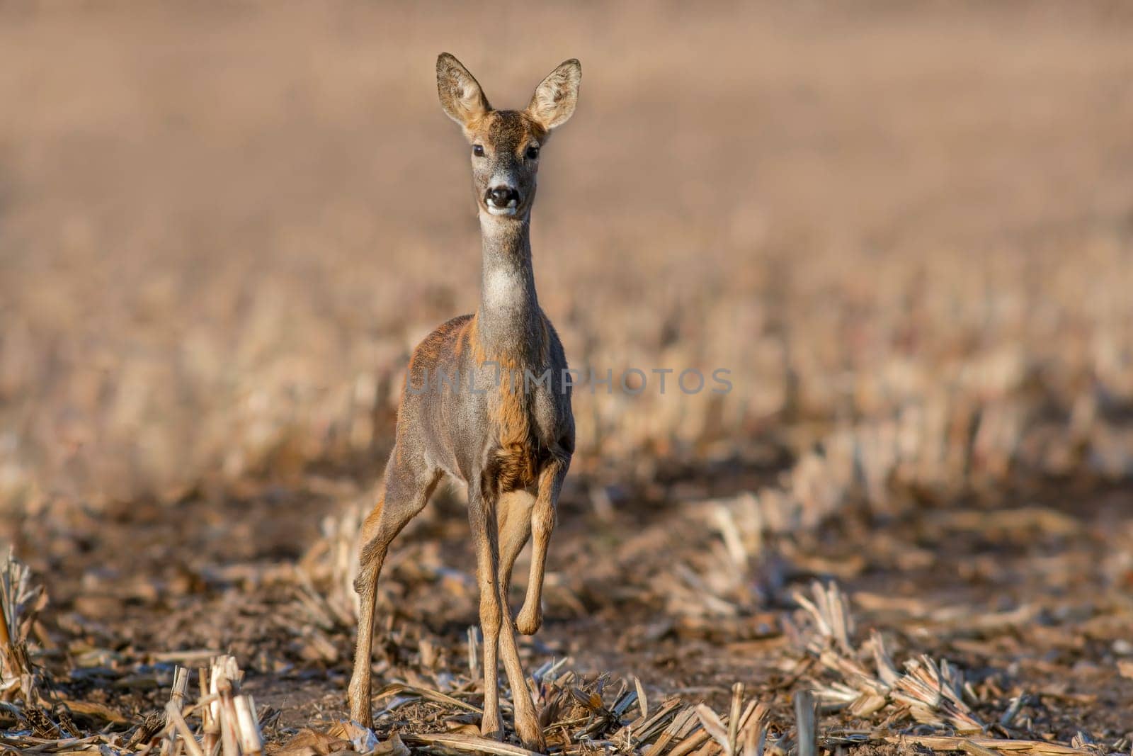 one beautiful deer doe standing on a harvested field in autumn by mario_plechaty_photography