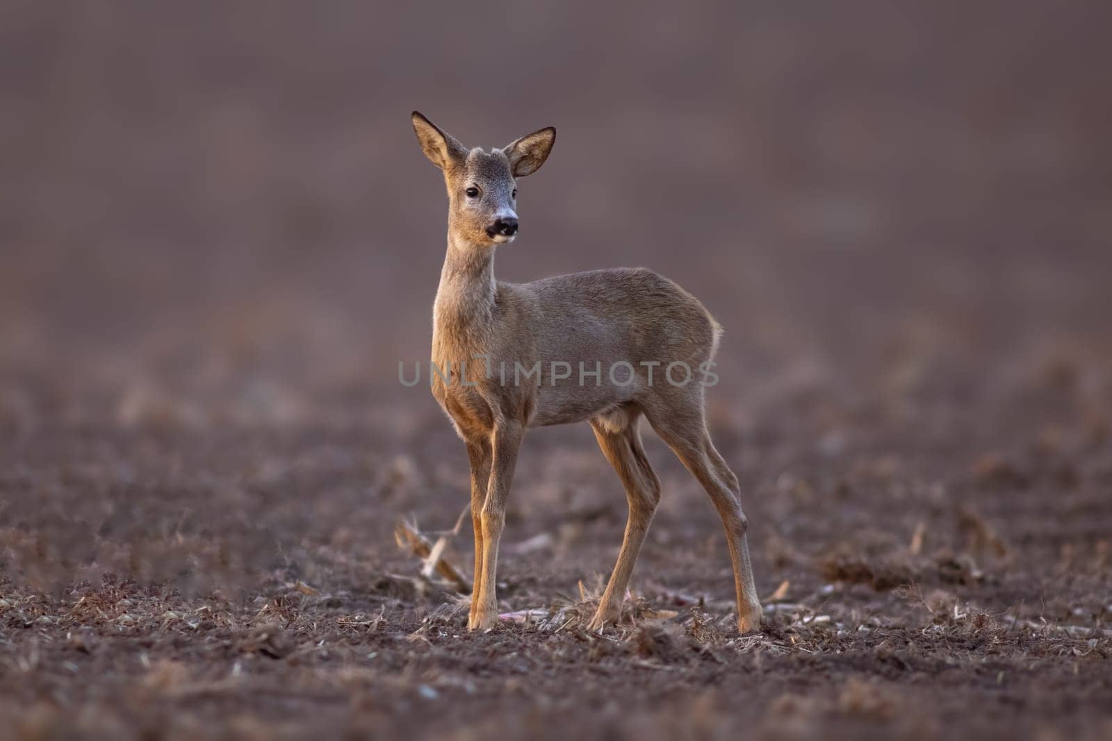 one young roebuck stands on a harvested field in autumn by mario_plechaty_photography