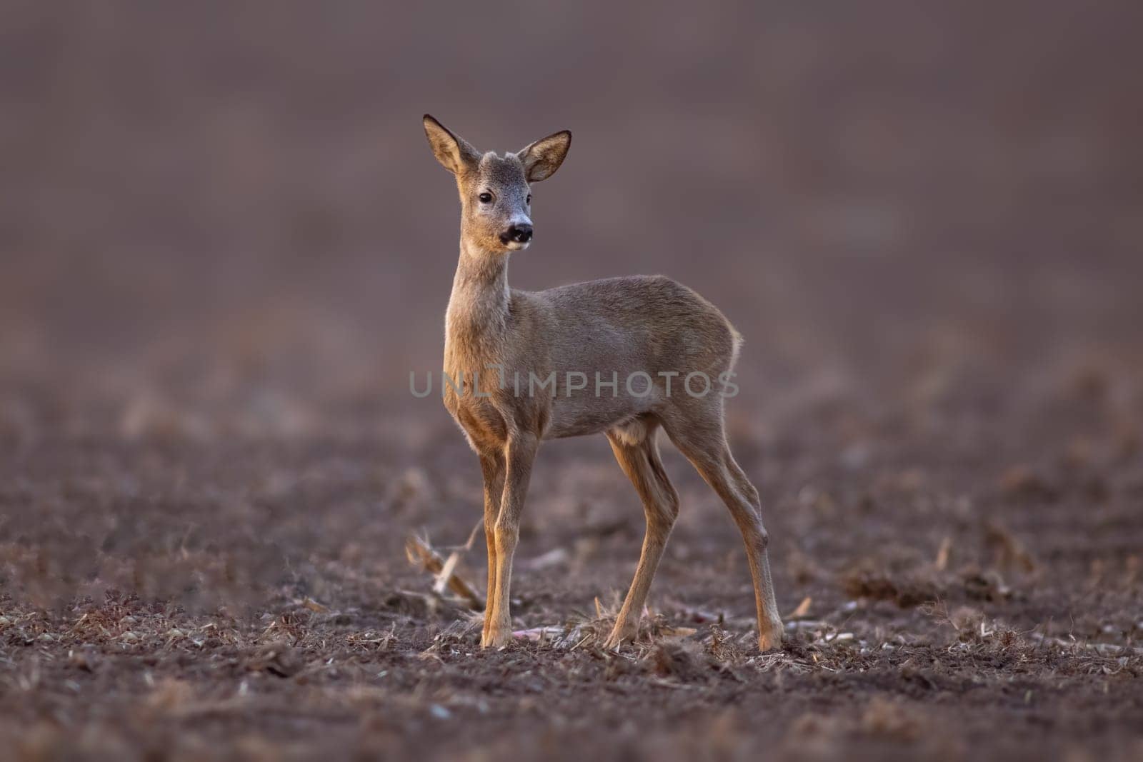 a young roebuck stands on a harvested field in autumn