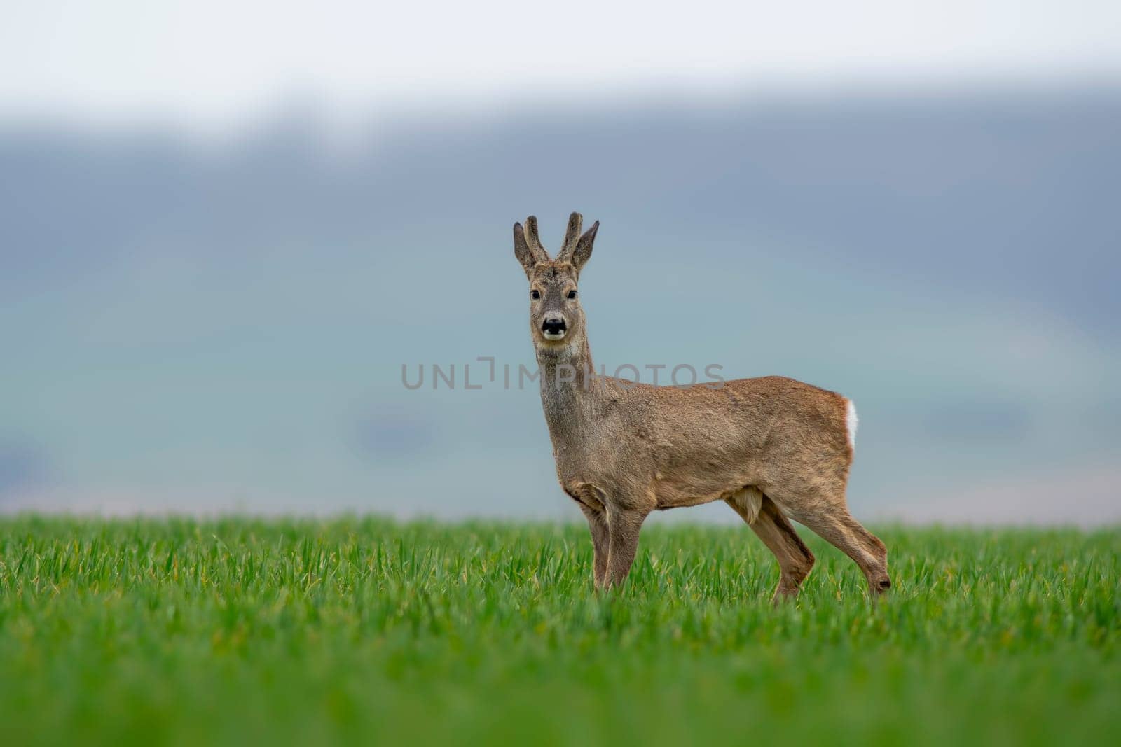 a young roebuck stands on a green field in spring