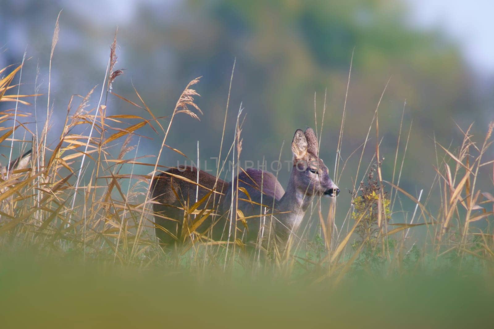 one beautiful roe deer doe stands on a meadow in summer by mario_plechaty_photography