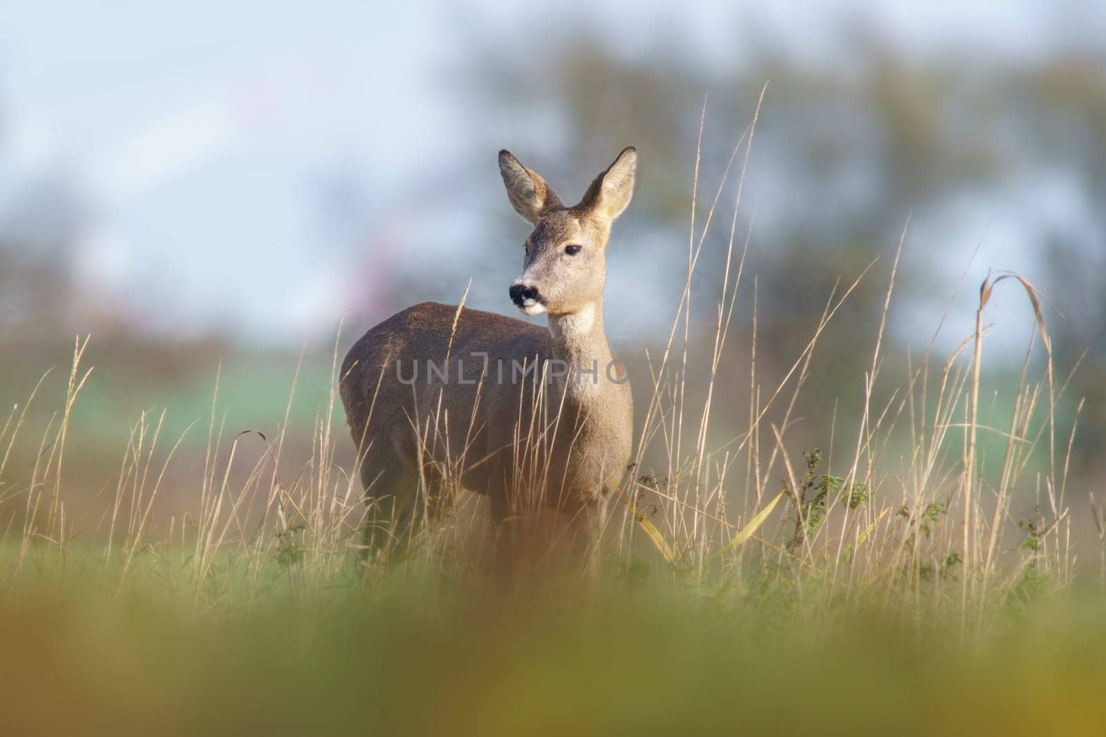 one beautiful roe deer doe stands on a meadow in summer by mario_plechaty_photography