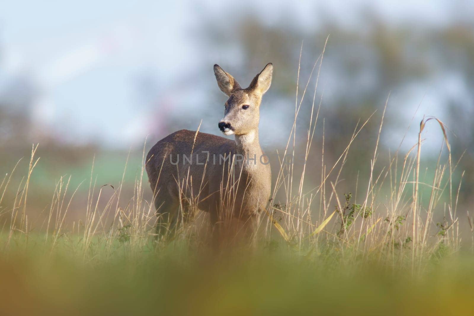 a beautiful roe deer doe stands on a meadow in summer