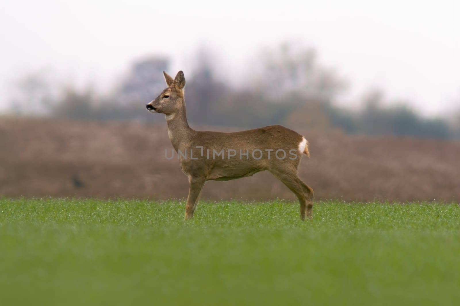 one beautiful doe doe standing on a green field in spring by mario_plechaty_photography