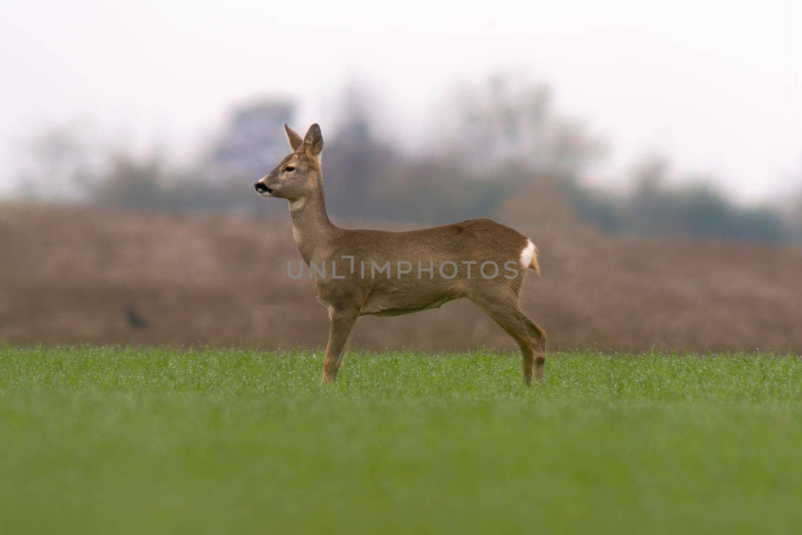 a beautiful doe doe standing on a green field in spring