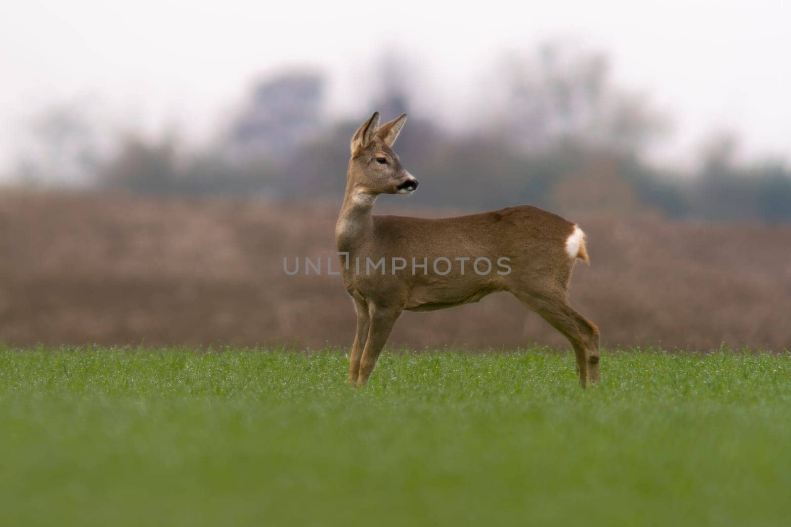 a beautiful doe doe standing on a green field in spring