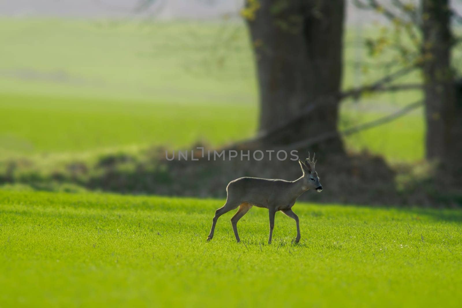 one young roebuck stands on a green field in spring by mario_plechaty_photography