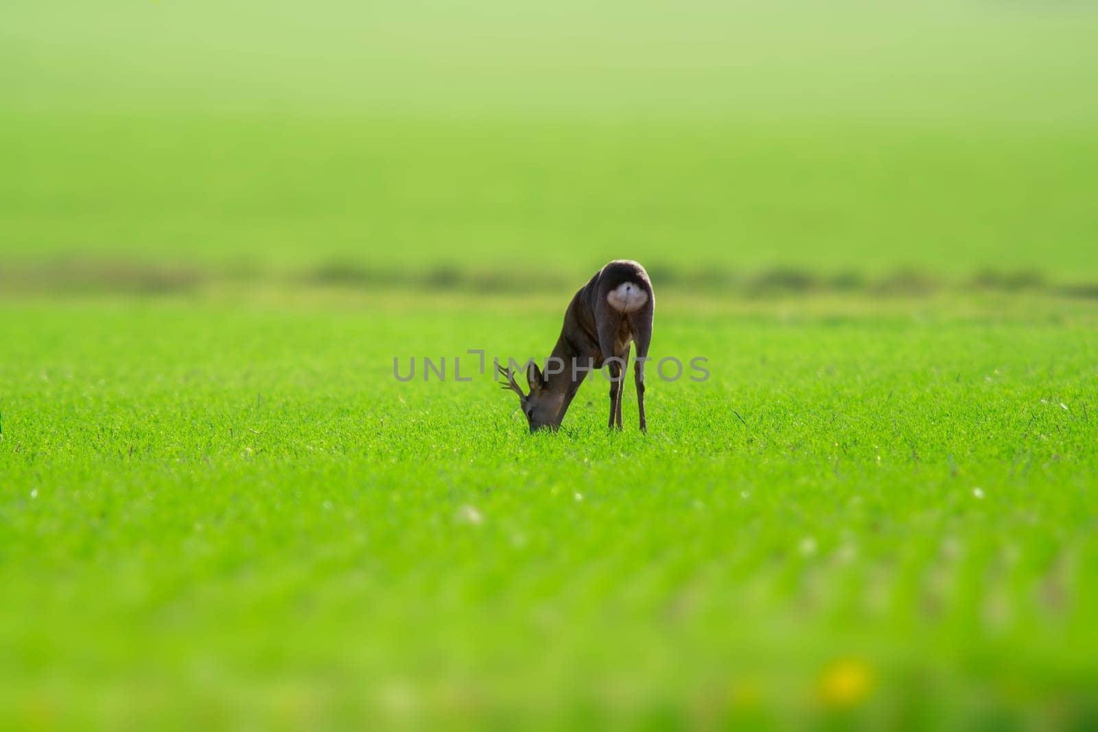 one young roebuck stands on a green field in spring by mario_plechaty_photography