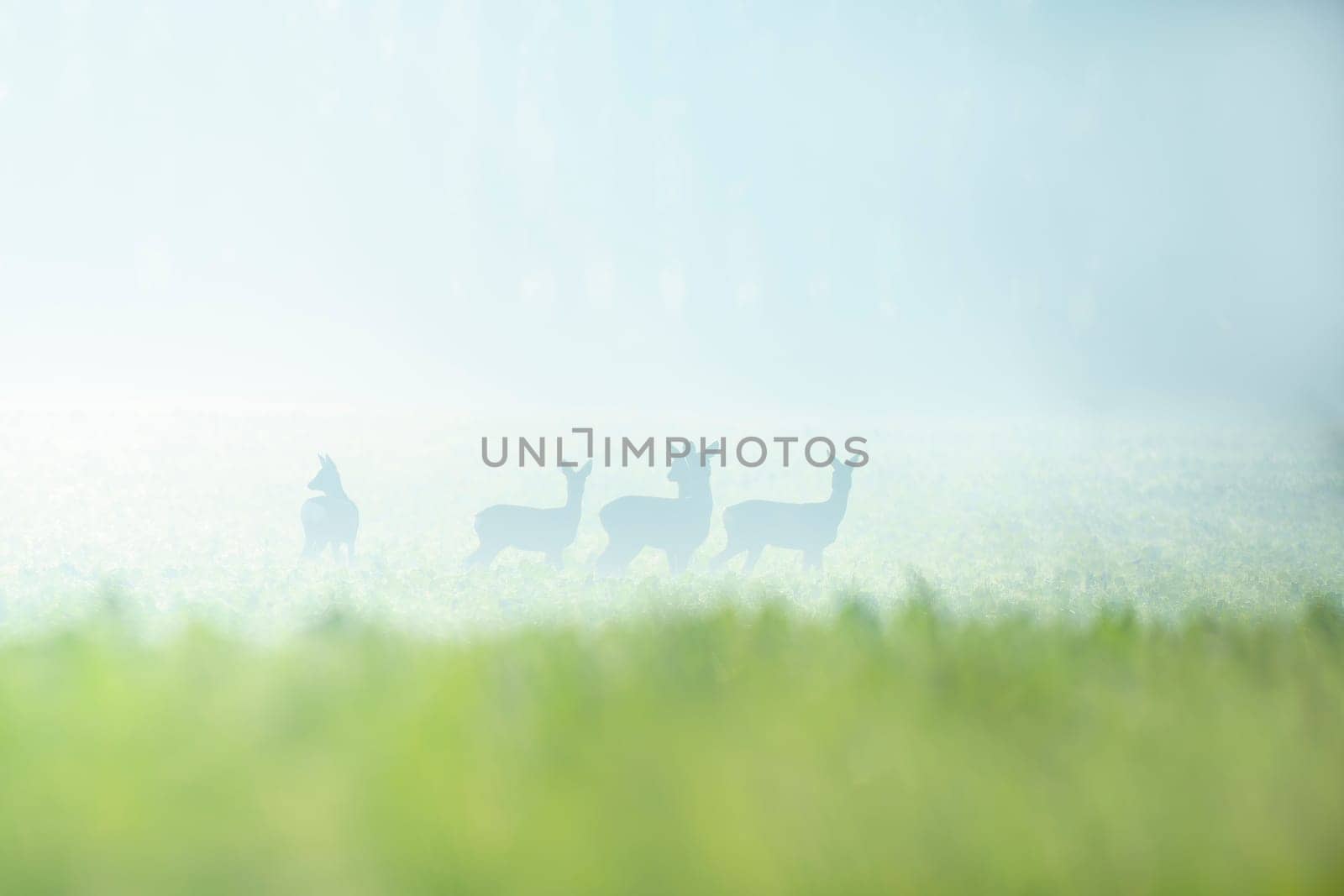 group of roe deer in a field in autumn by mario_plechaty_photography