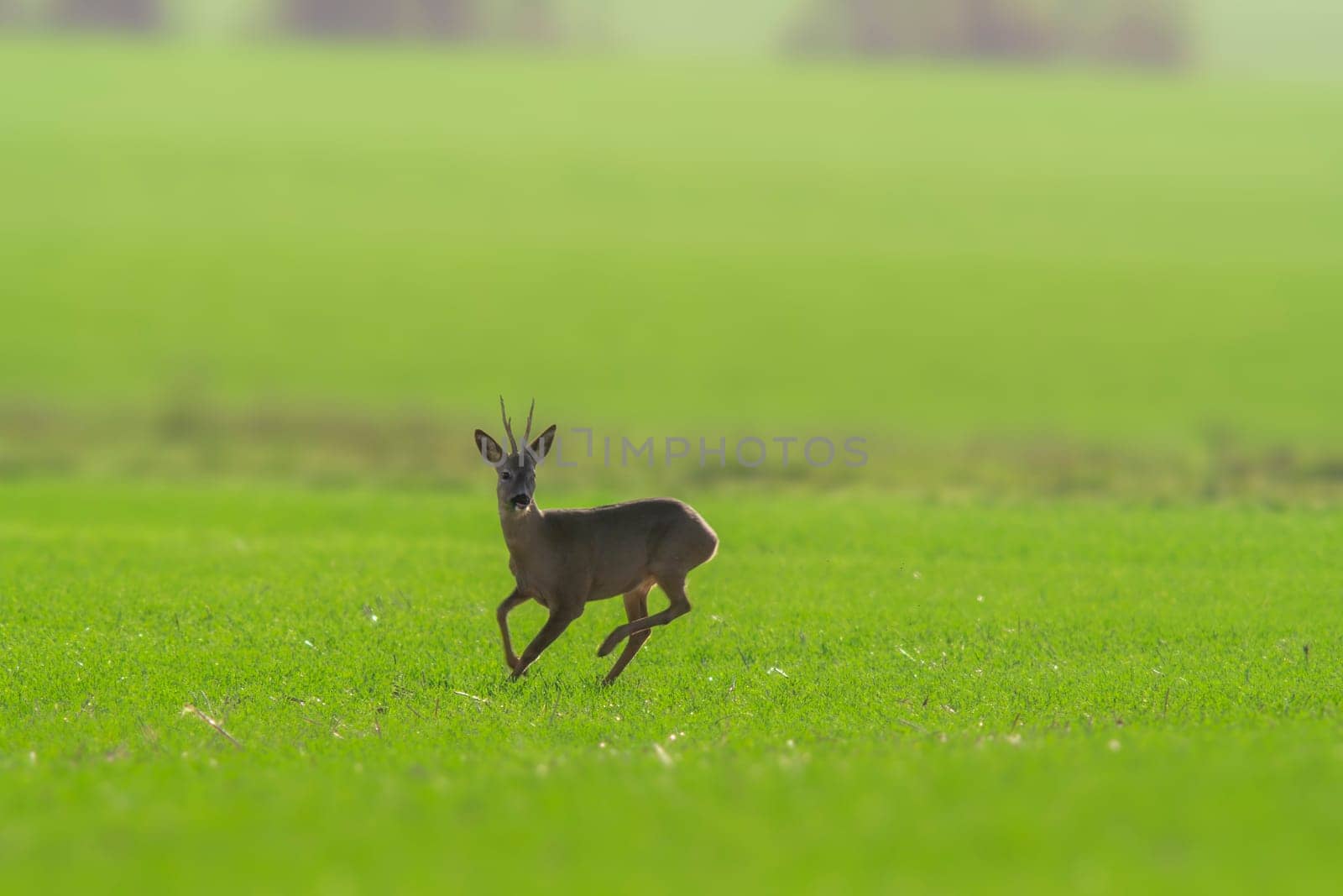 a young roebuck stands on a green field in spring