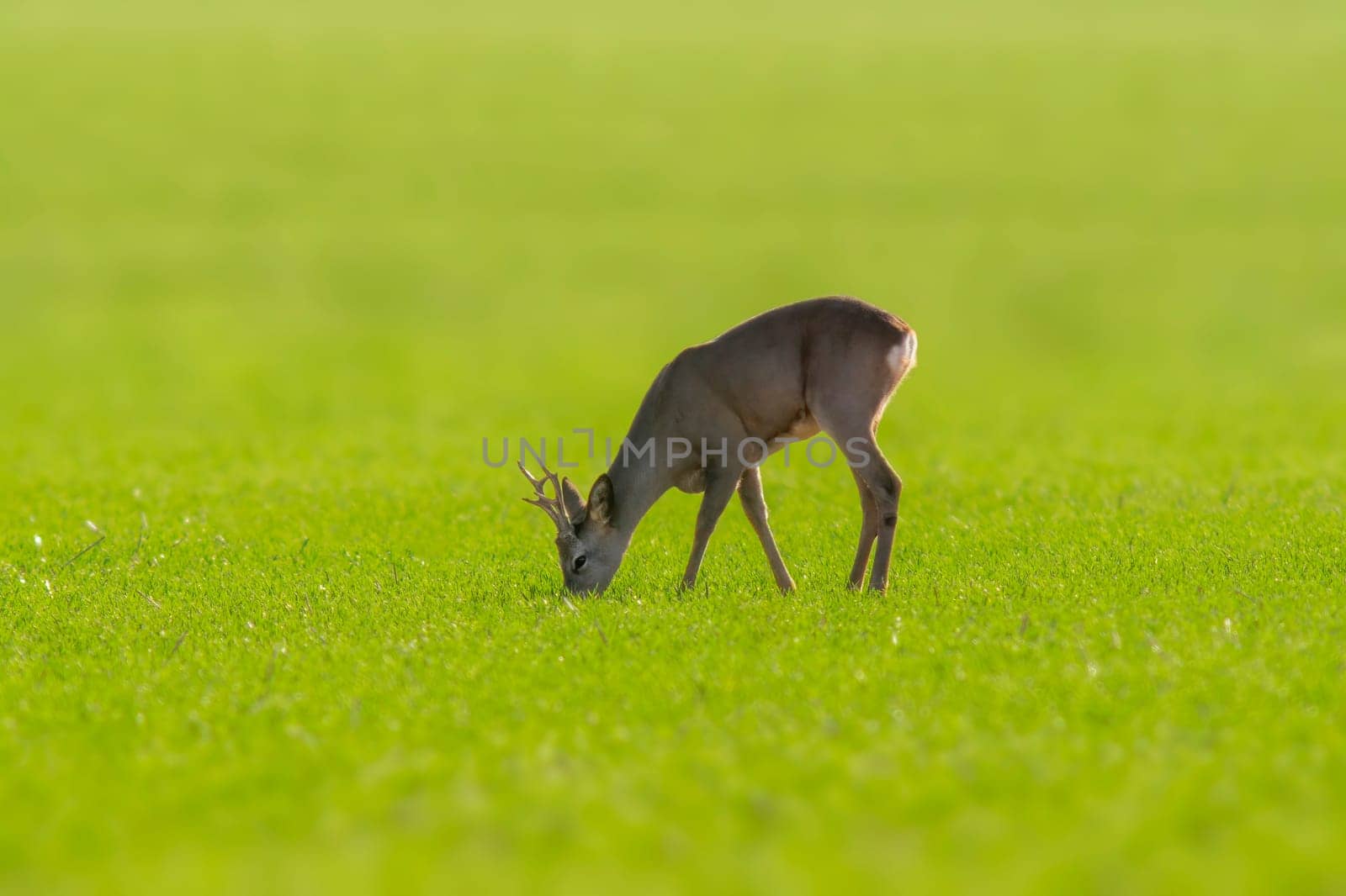 a young roebuck stands on a green field in spring