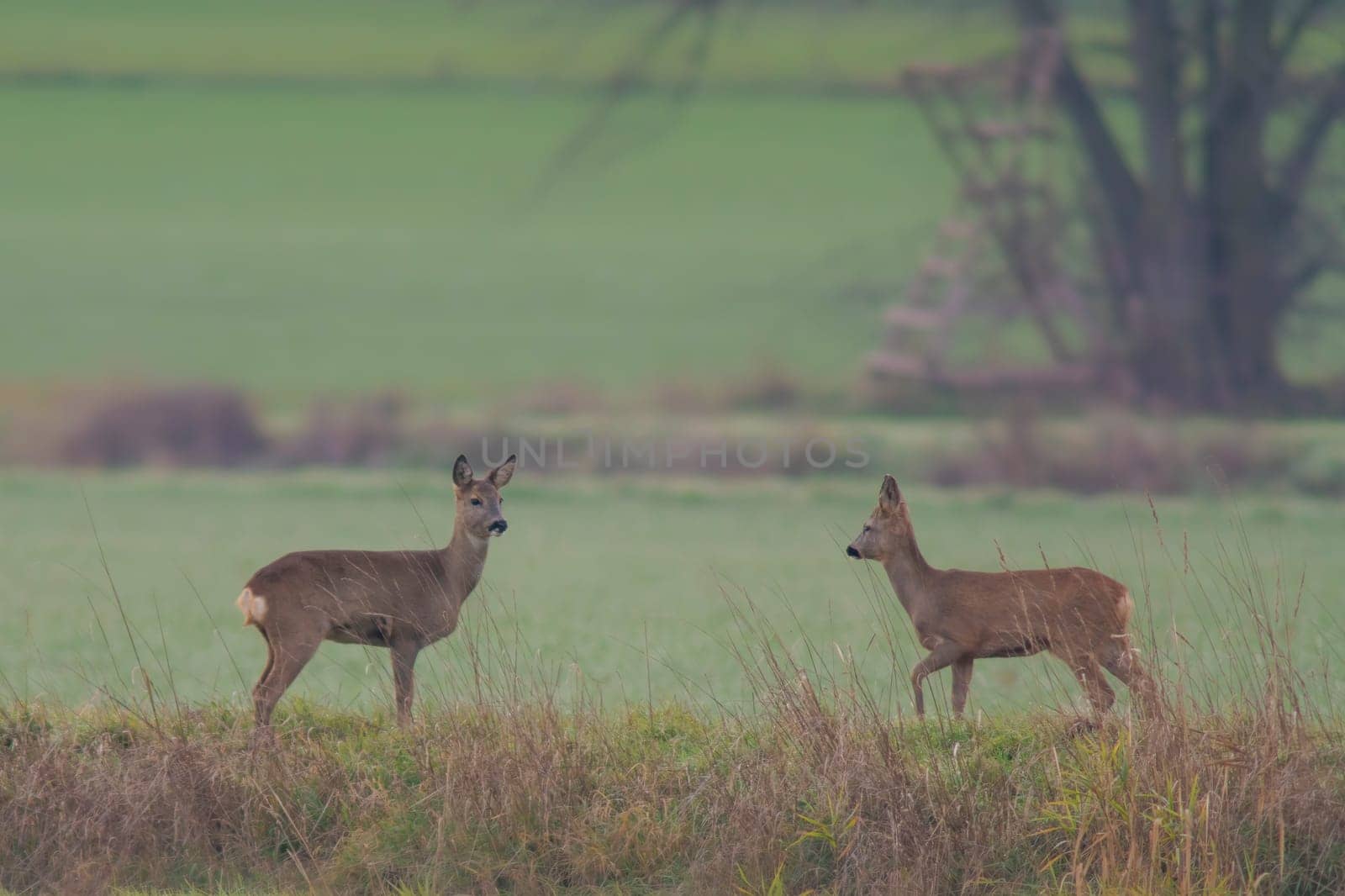 a group of roe deer in a field in autumn