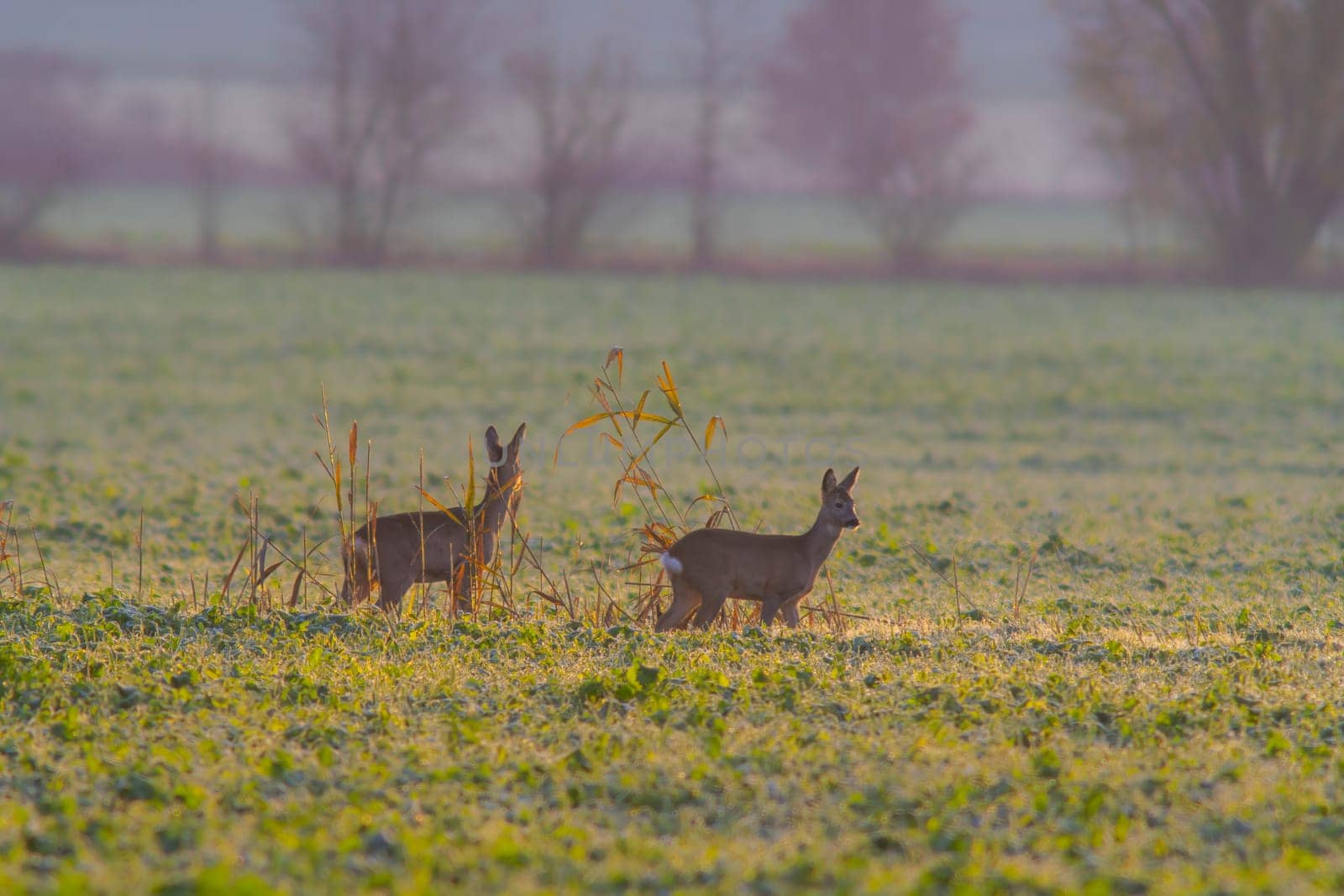 two beautiful deer doe standing on a meadow in autumn