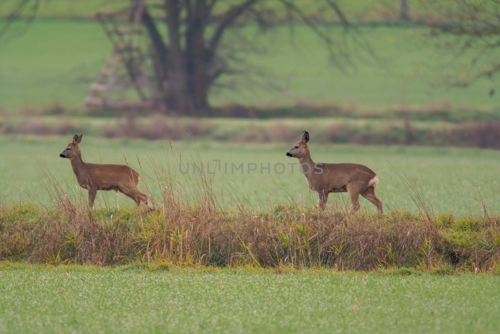 a group of roe deer in a field in autumn